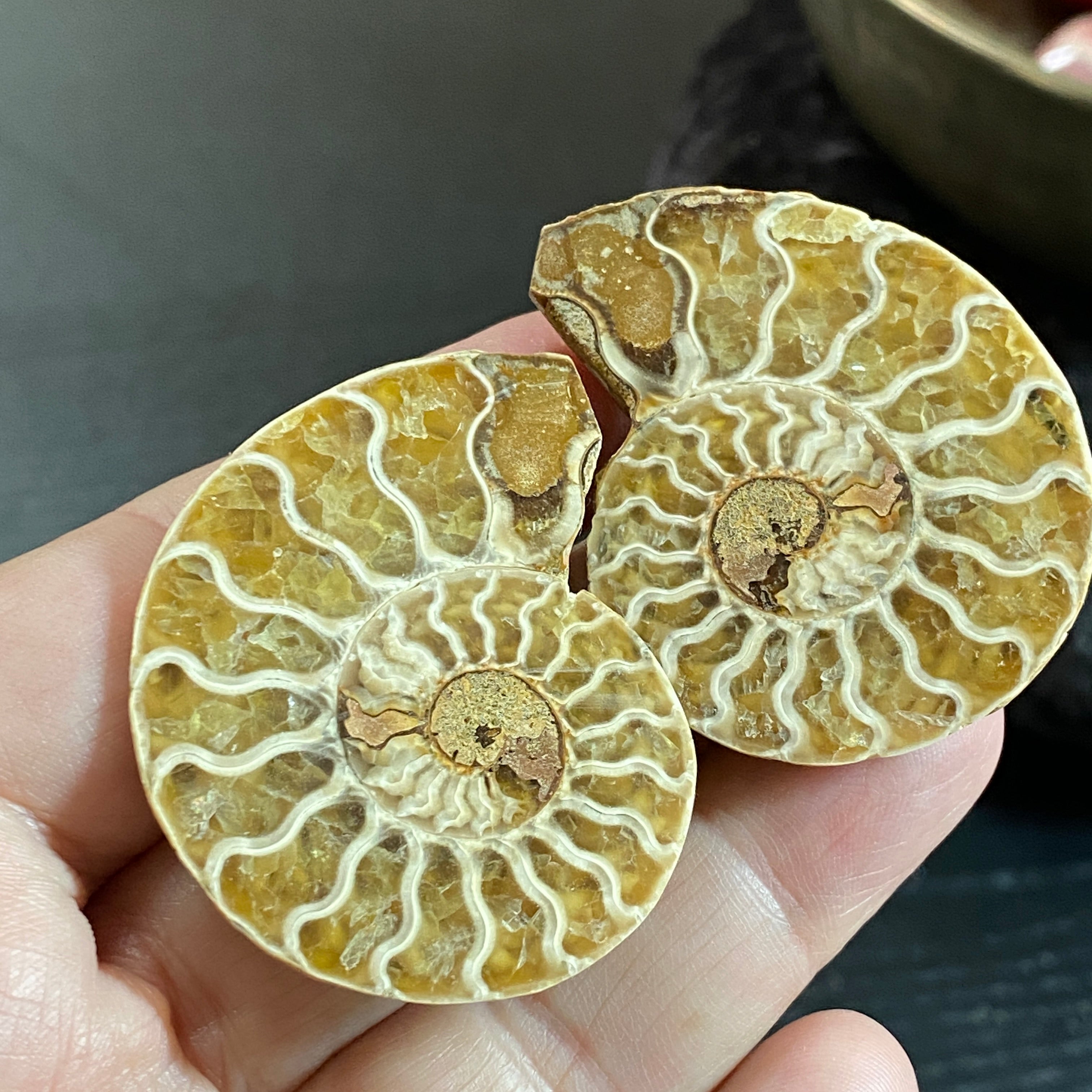 Blonde Ammonite Pair
