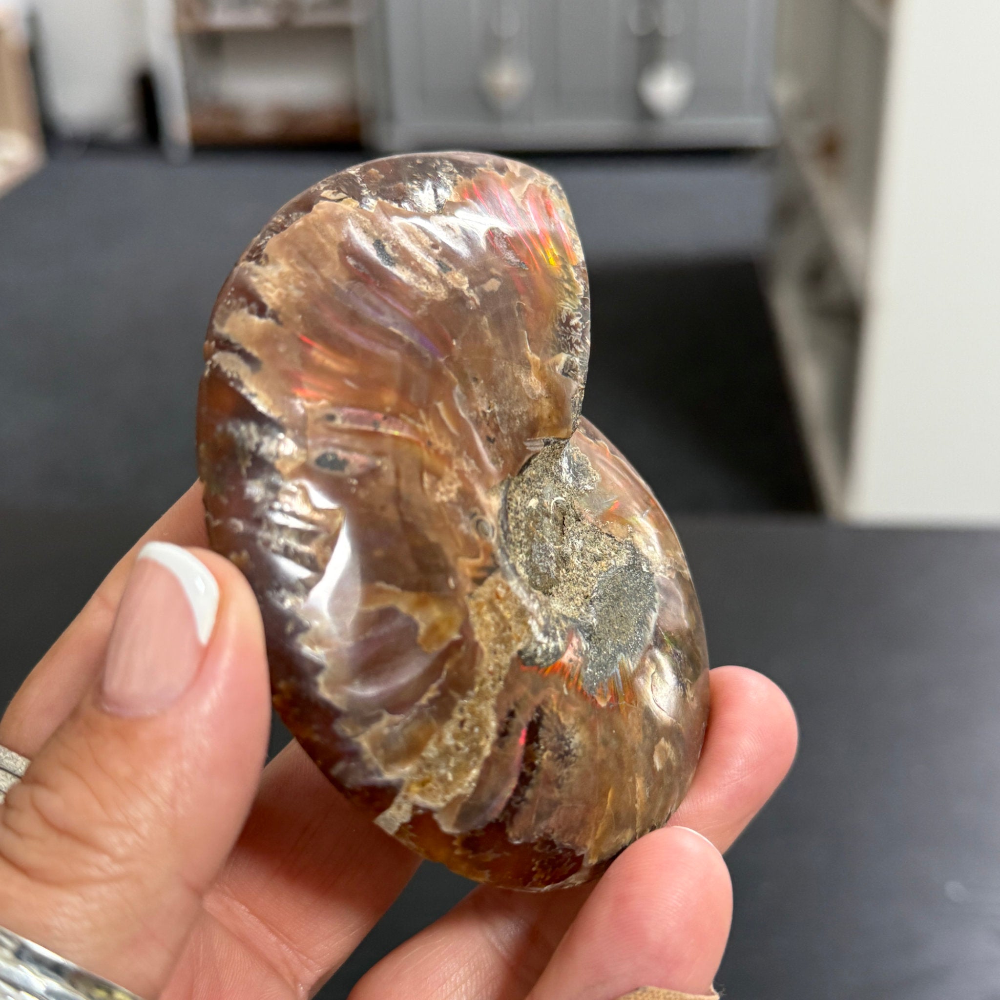 Split Golden Brown & Blonde Ammonite - Madagascar