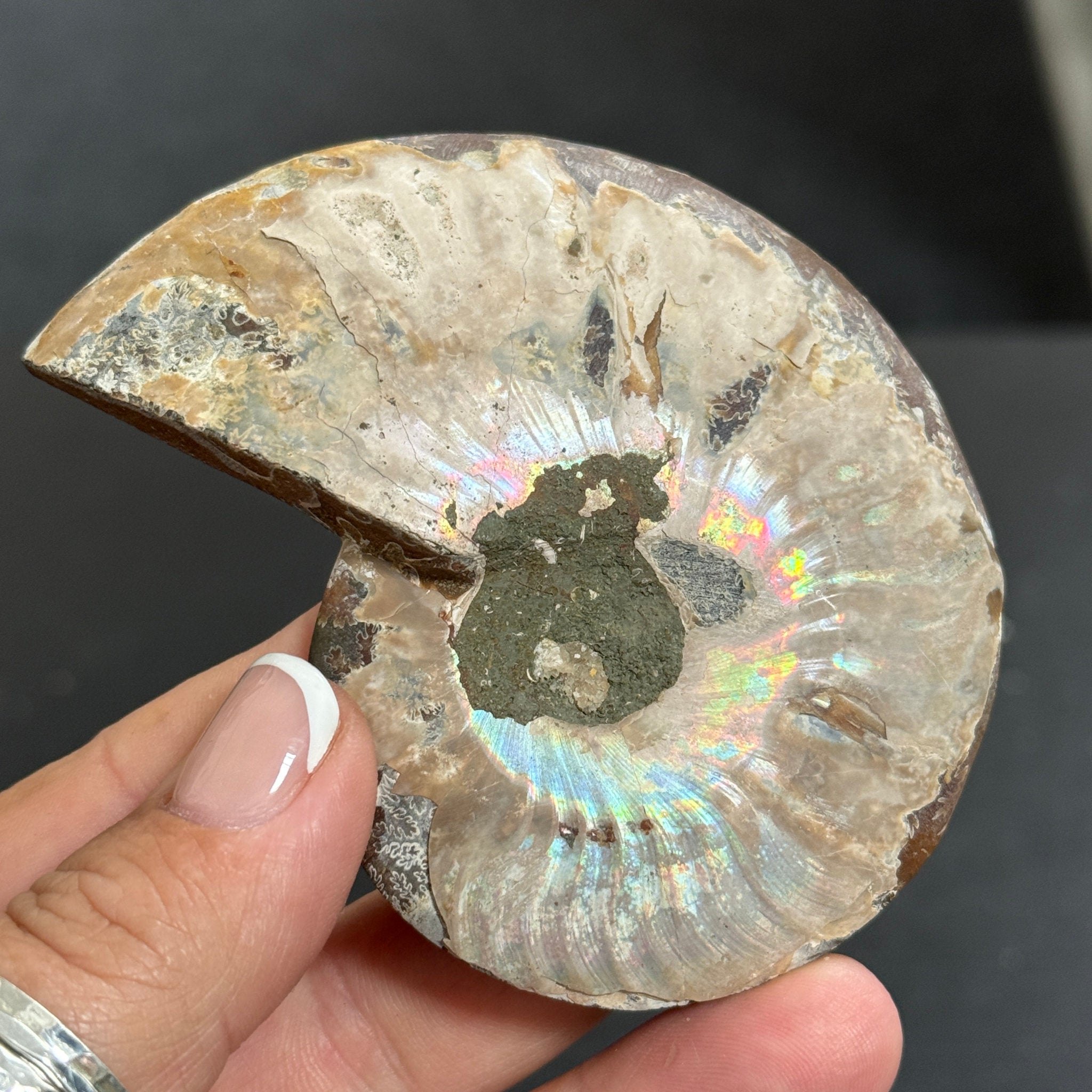 Split Golden Brown & Blonde Ammonite - Madagascar