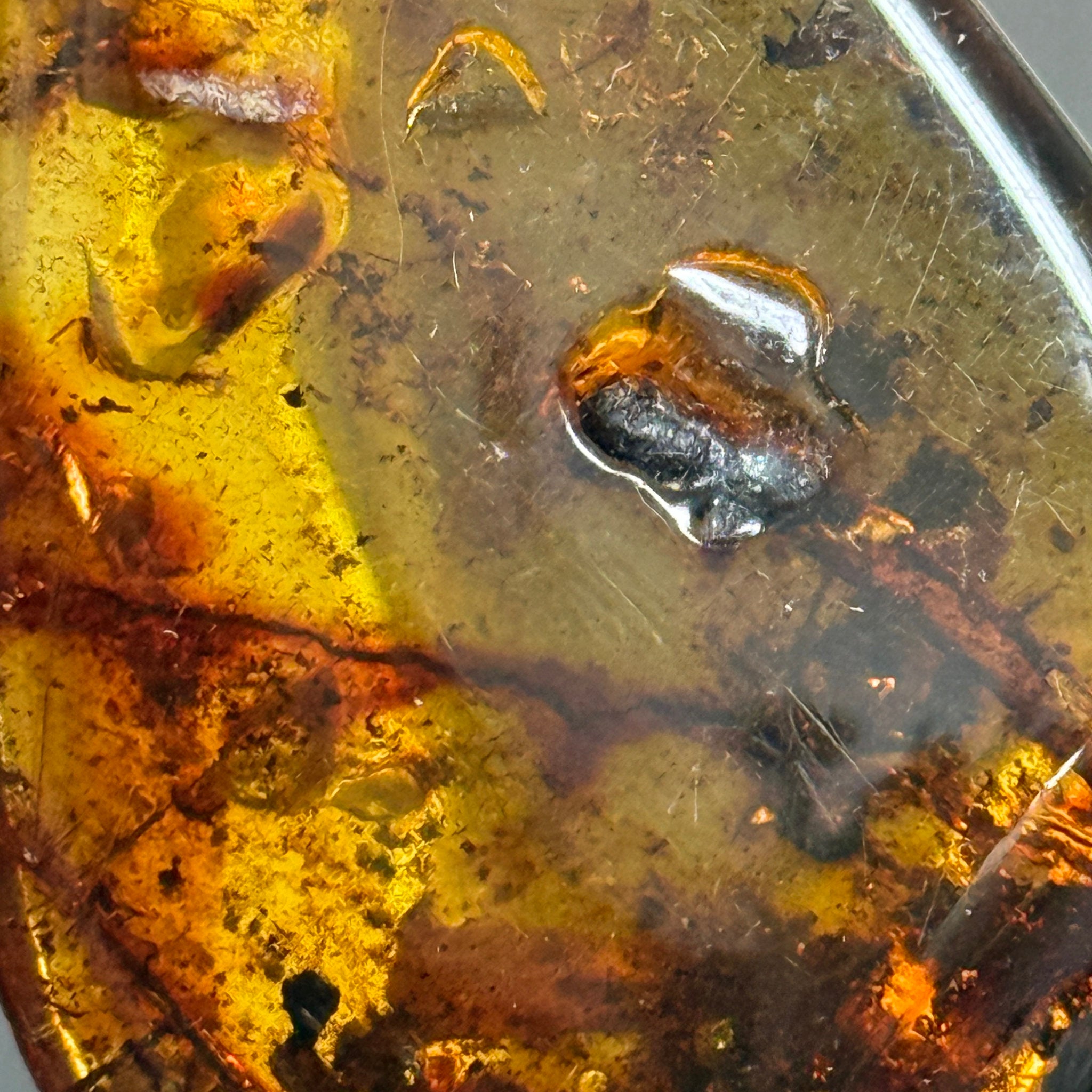 🧡 Colombian Amber with insects and plant life
