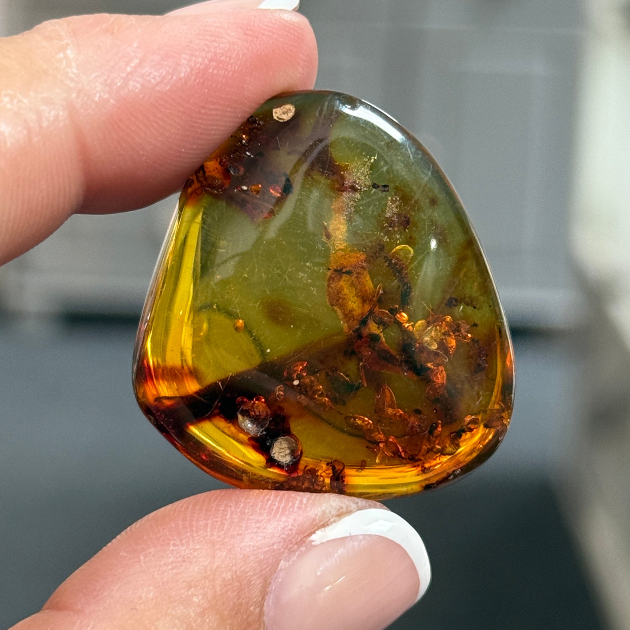 🧡 Colombian Amber with insects and plant life