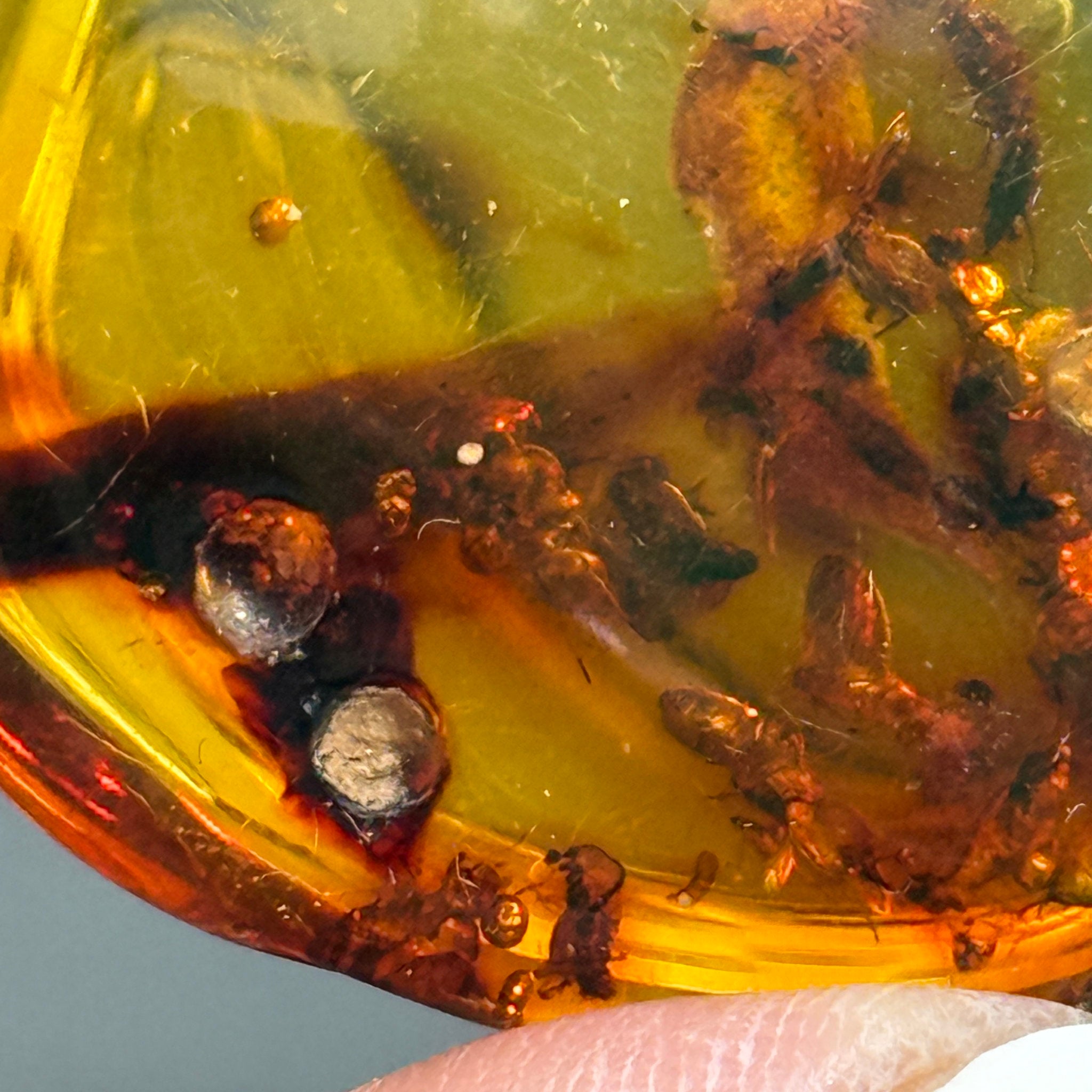 🧡 Colombian Amber with insects and plant life