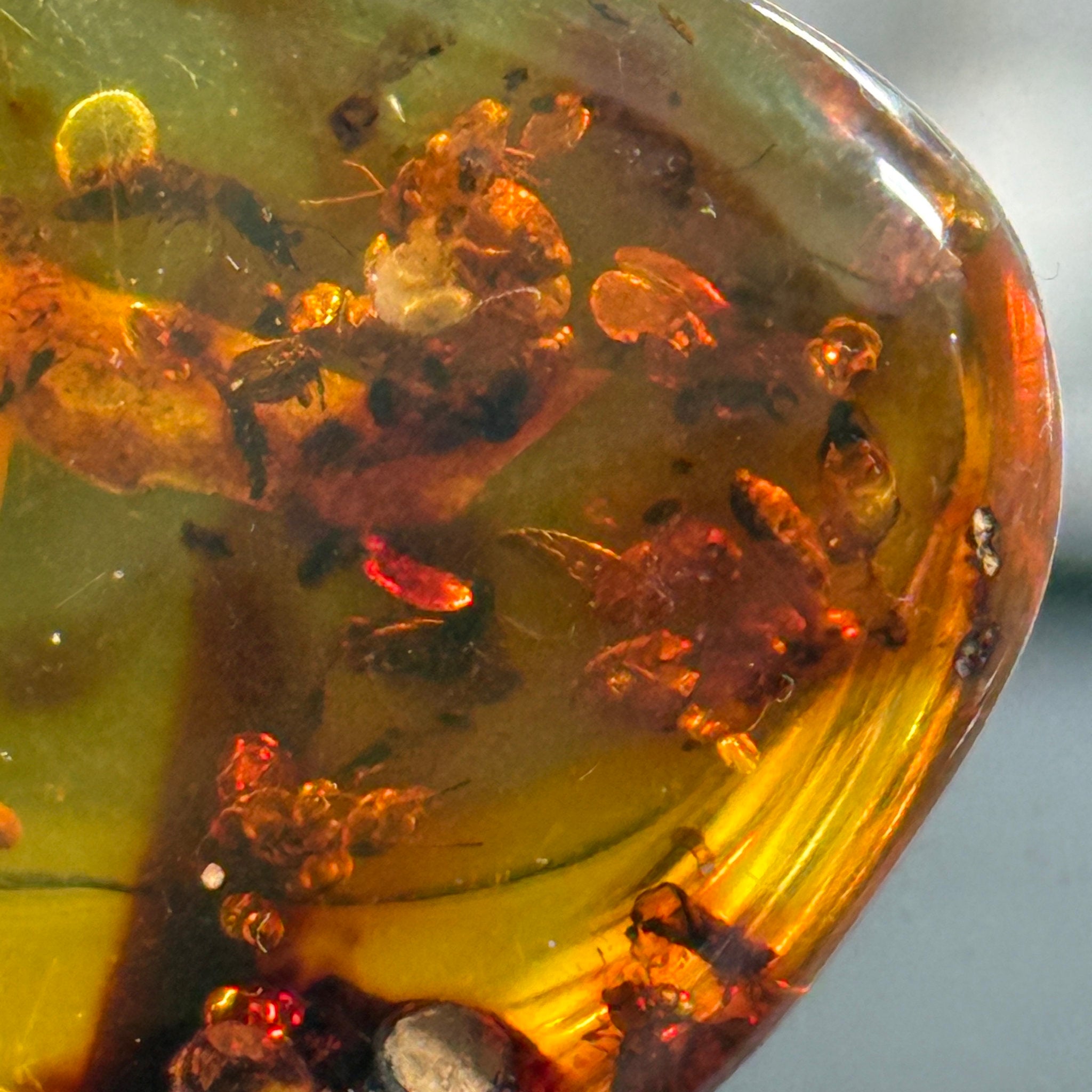 🧡 Colombian Amber with insects and plant life
