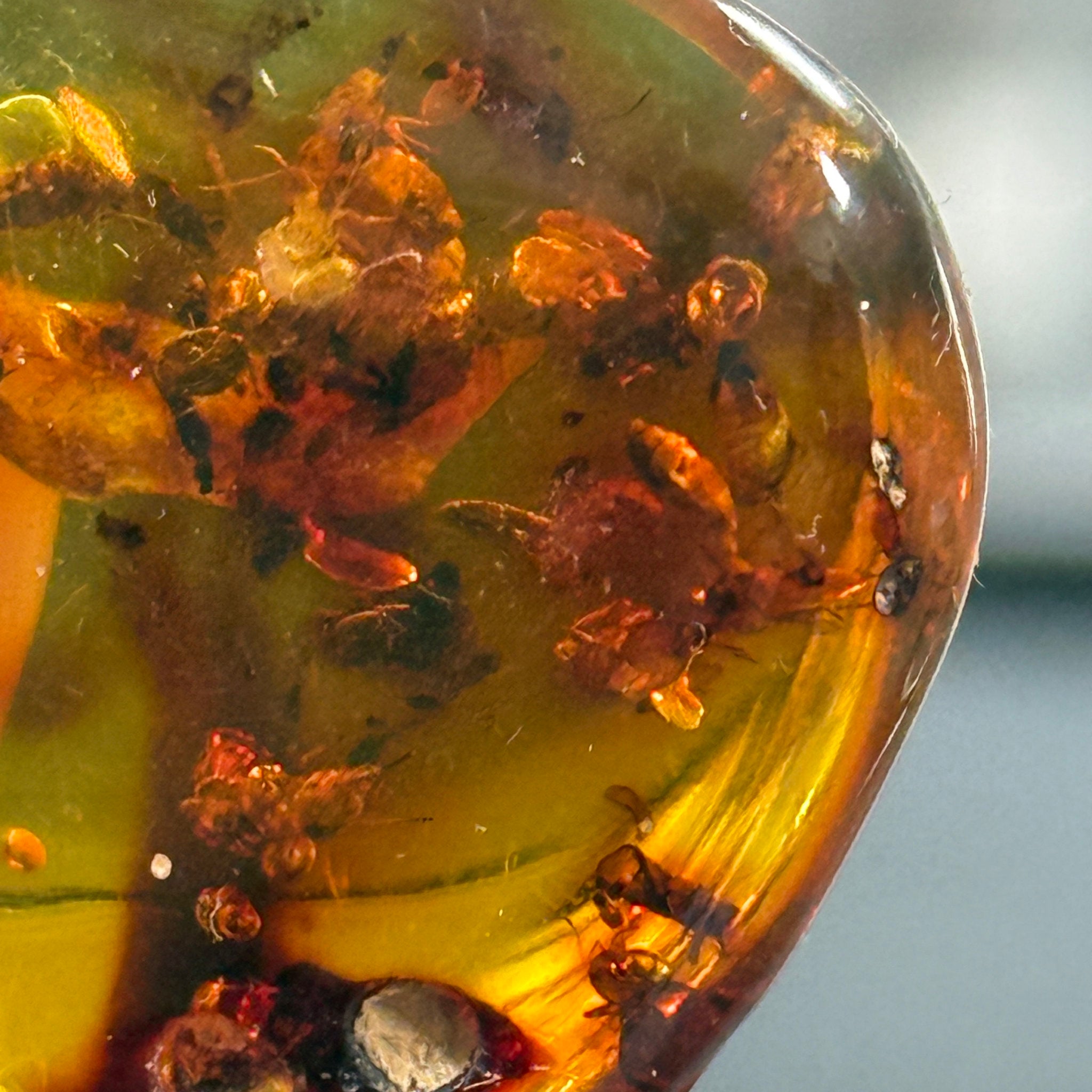 🧡 Colombian Amber with insects and plant life