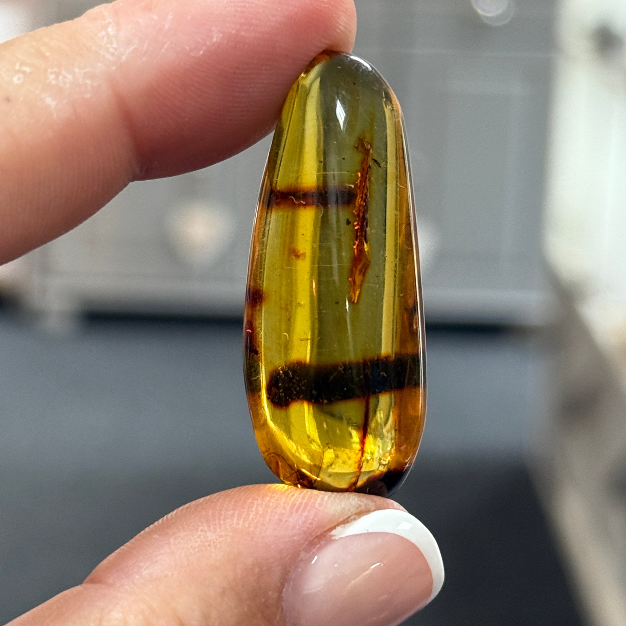🧡 Colombian Amber with insects and plant life