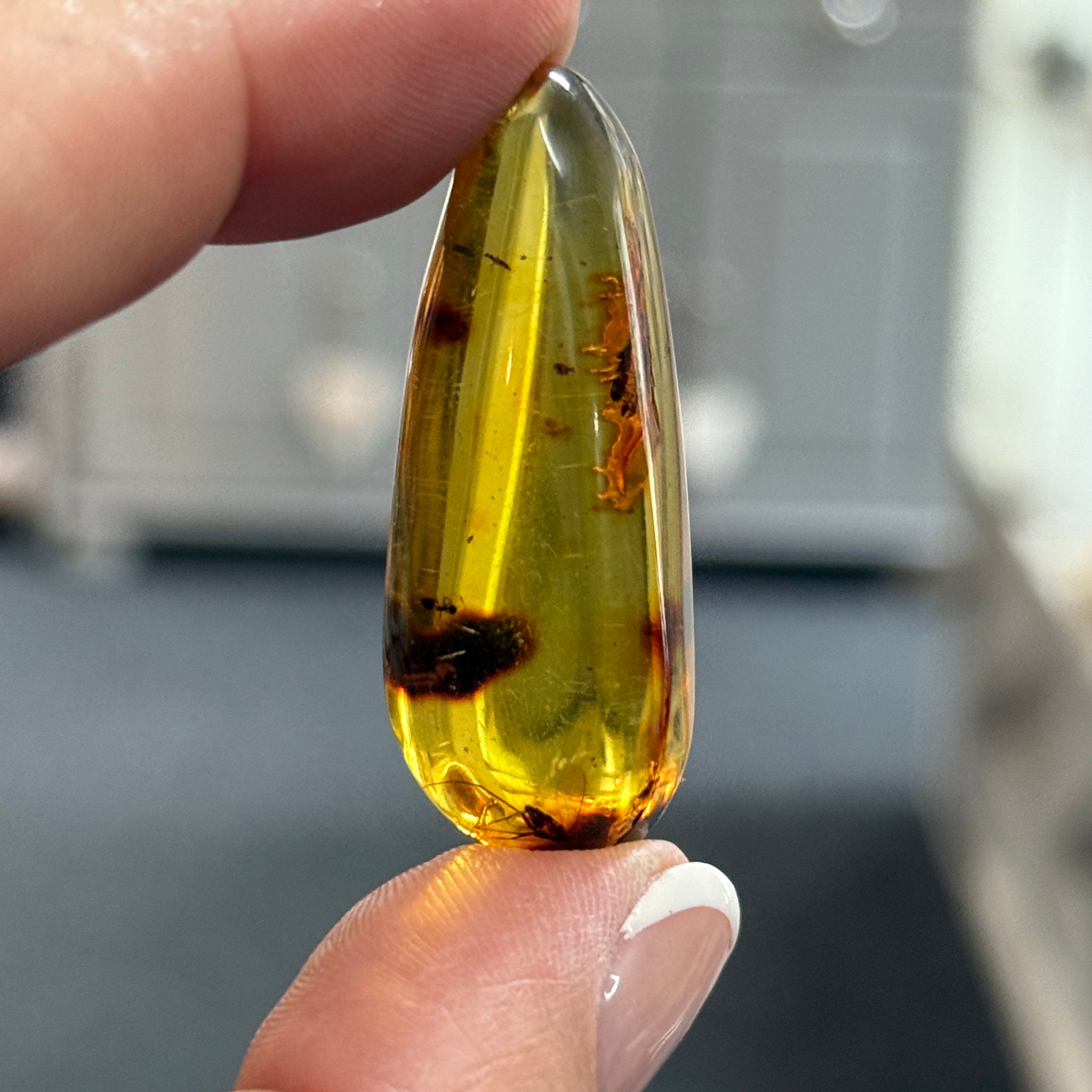 🧡 Colombian Amber with insects and plant life