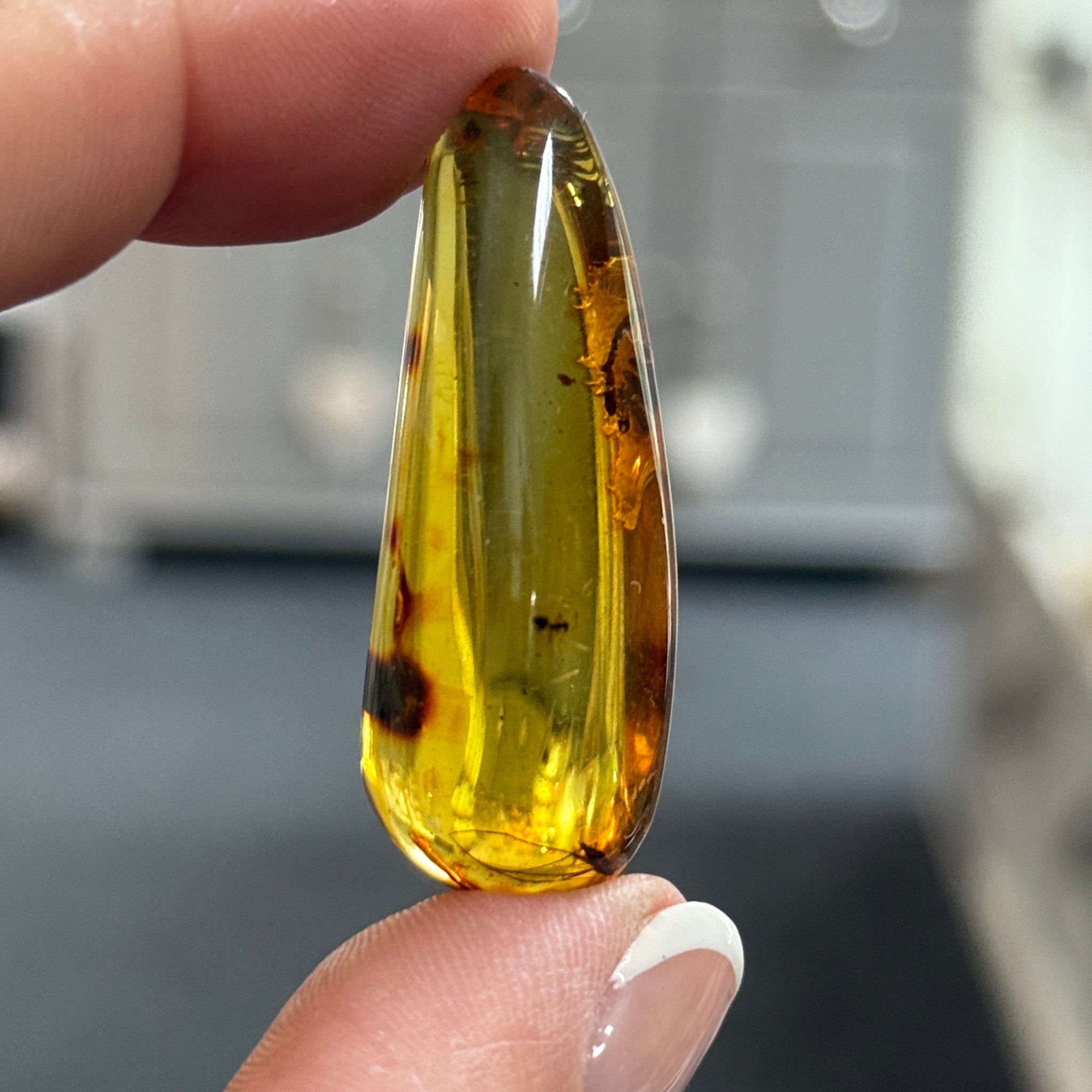🧡 Colombian Amber with insects and plant life