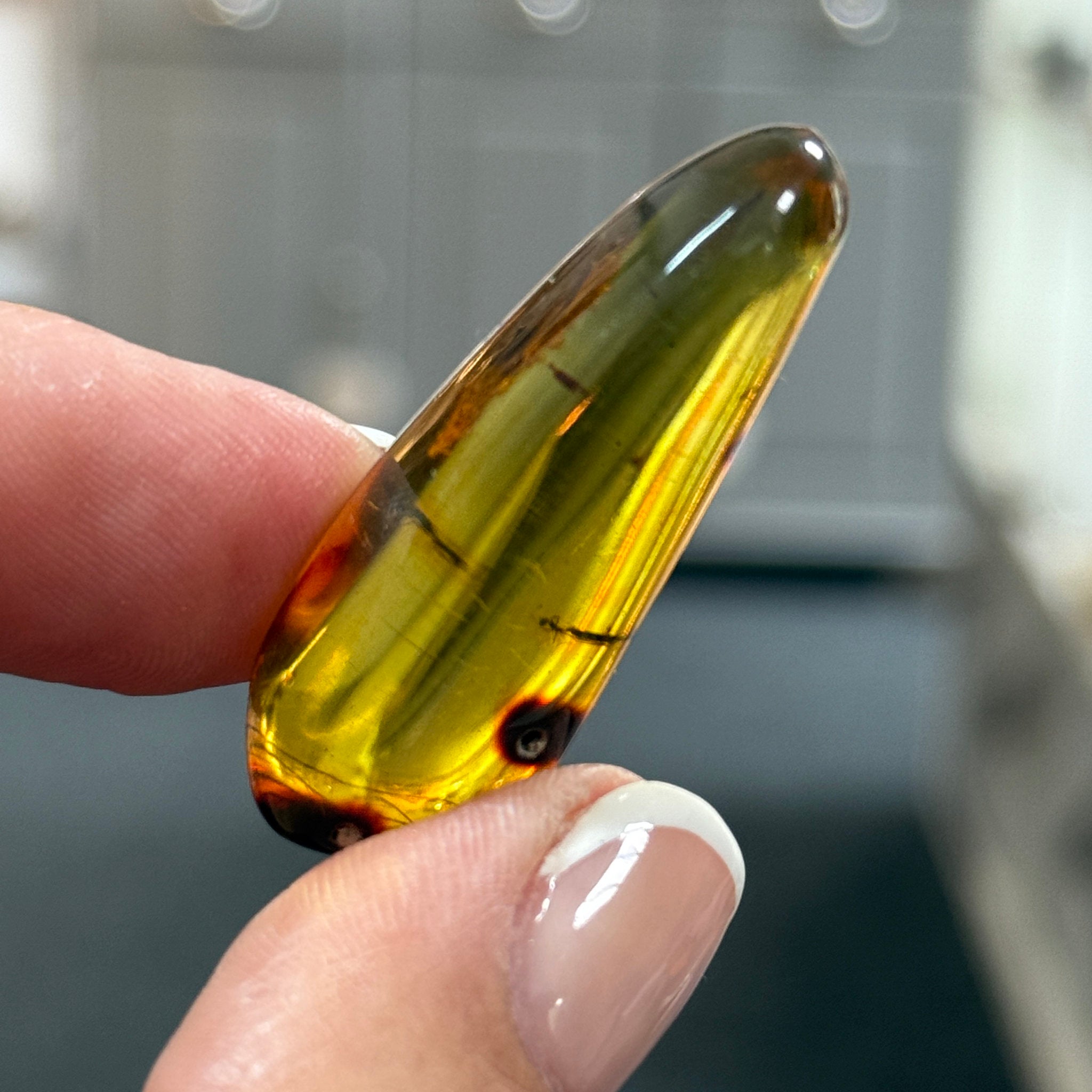 🧡 Colombian Amber with insects and plant life