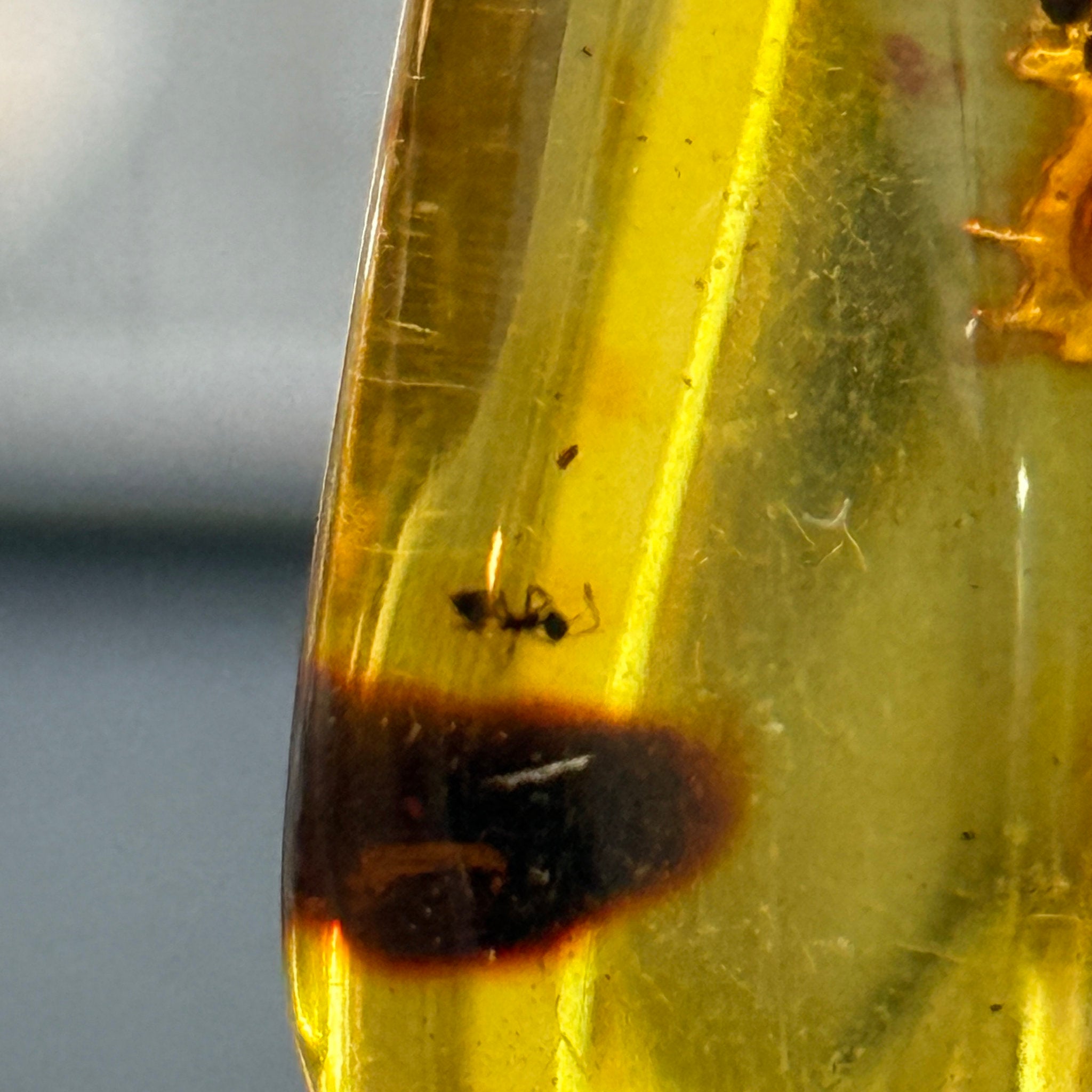 🧡 Colombian Amber with insects and plant life