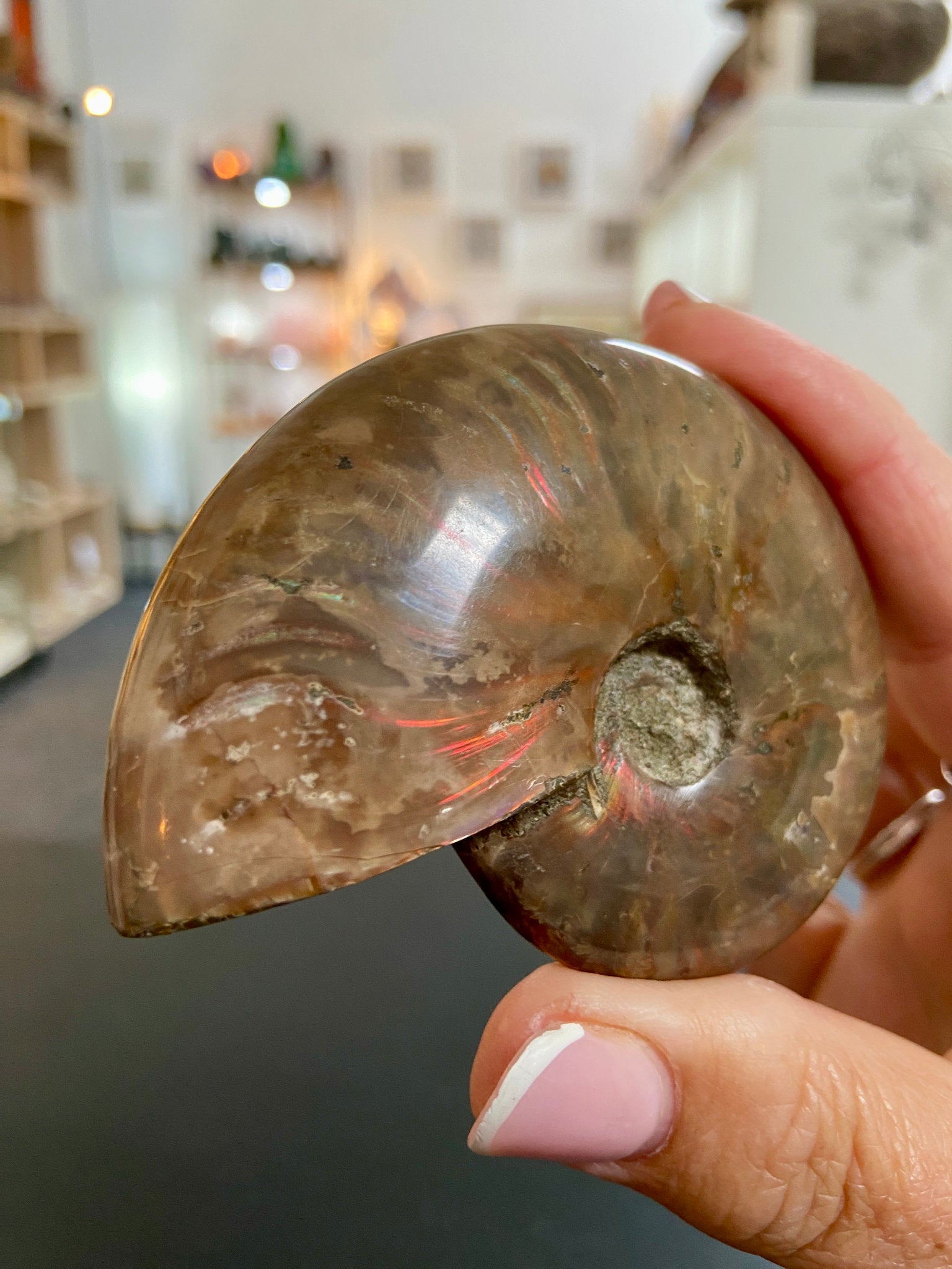 🔥 Polished Red Opalised Ammonite