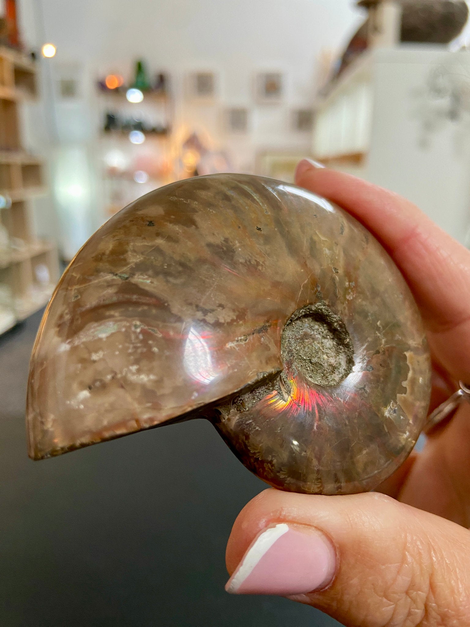 🔥 Polished Red Opalised Ammonite