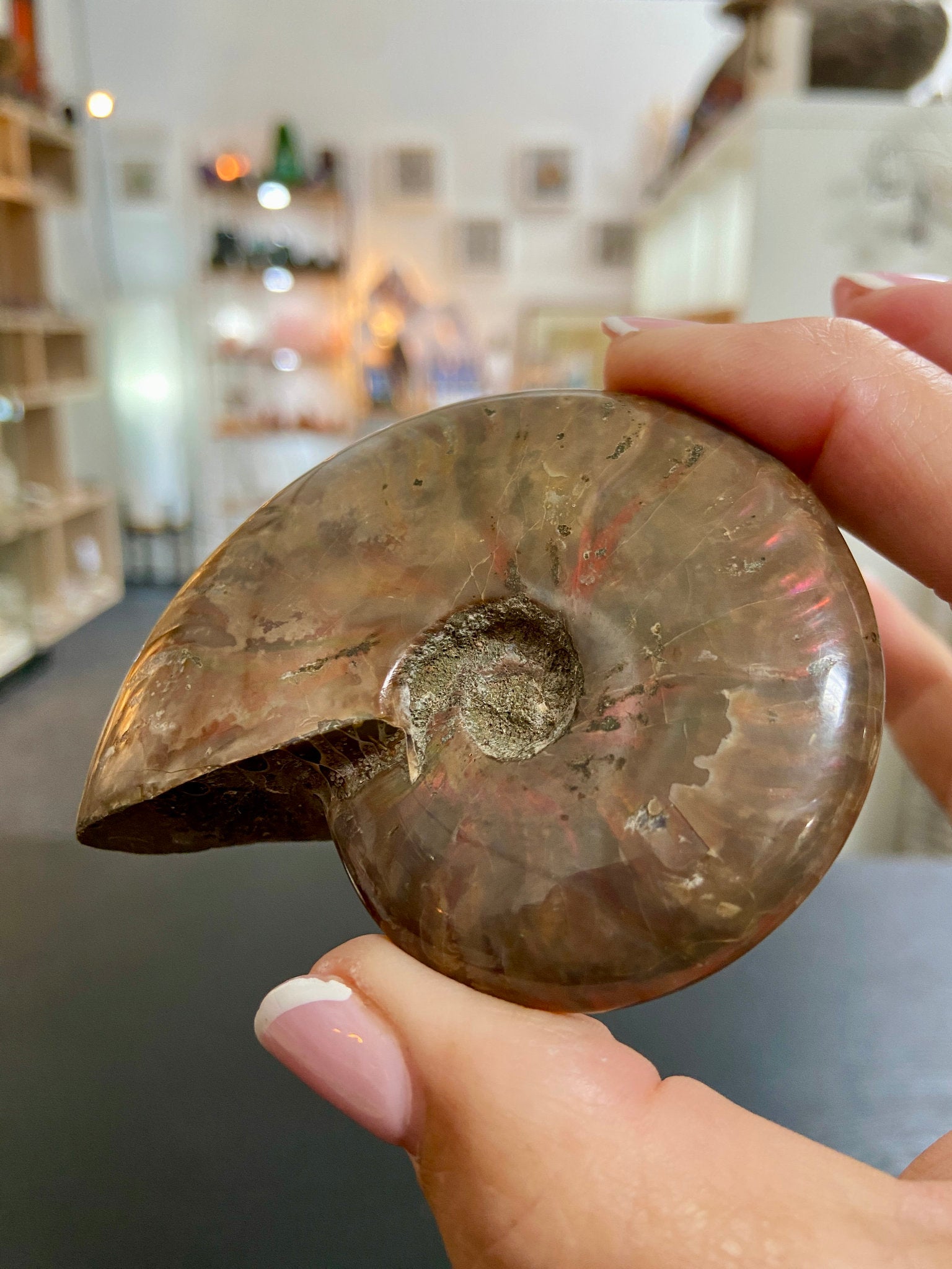 🔥 Polished Red Opalised Ammonite