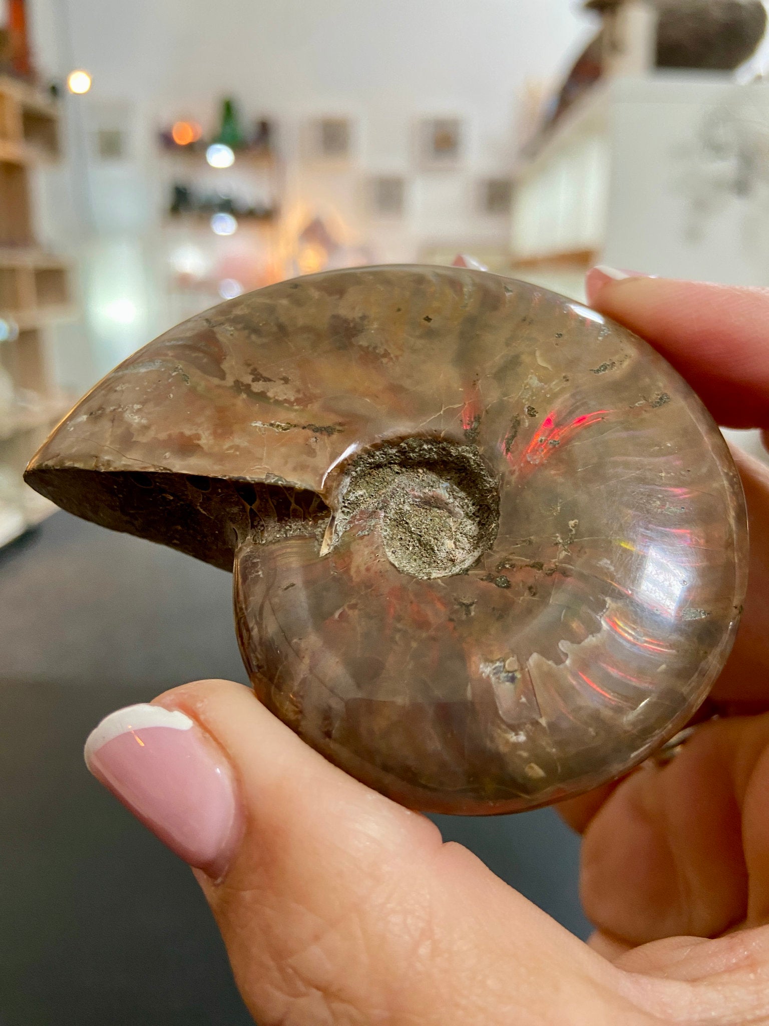 🔥 Polished Red Opalised Ammonite