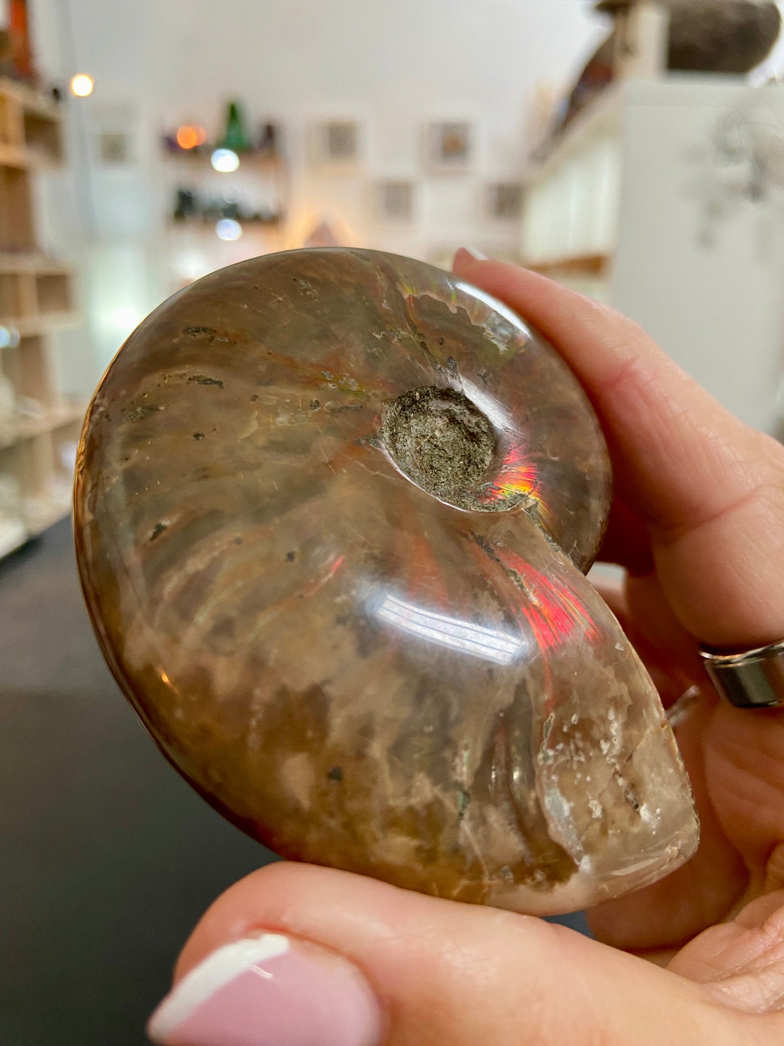 🔥 Polished Red Opalised Ammonite