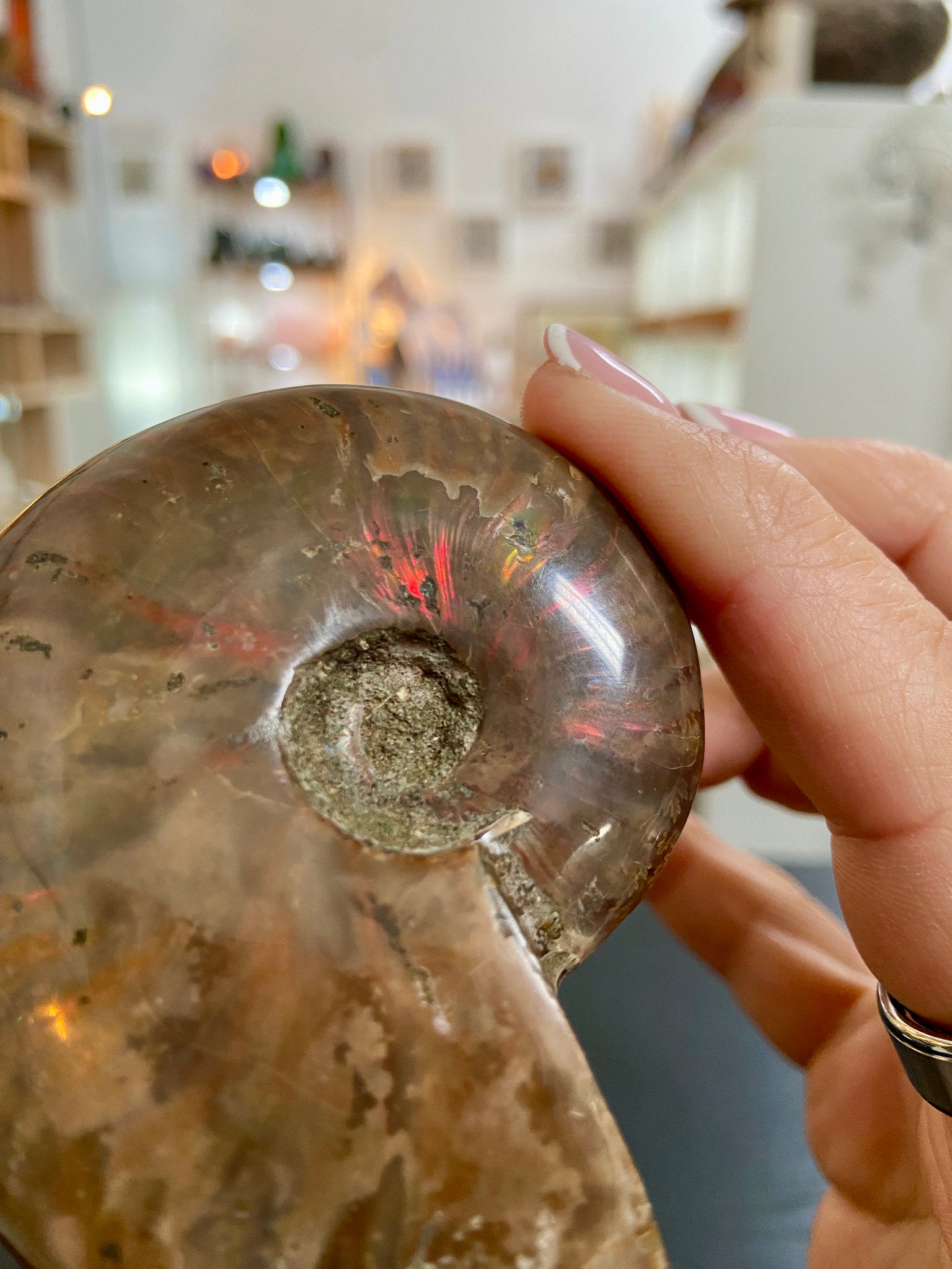 🔥 Polished Red Opalised Ammonite