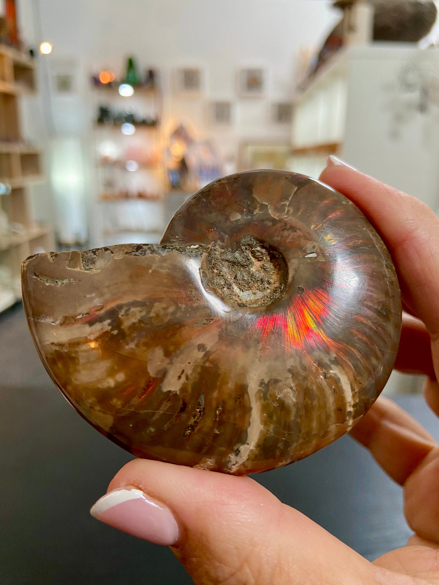 🔥 Polished Red Opalised Ammonite