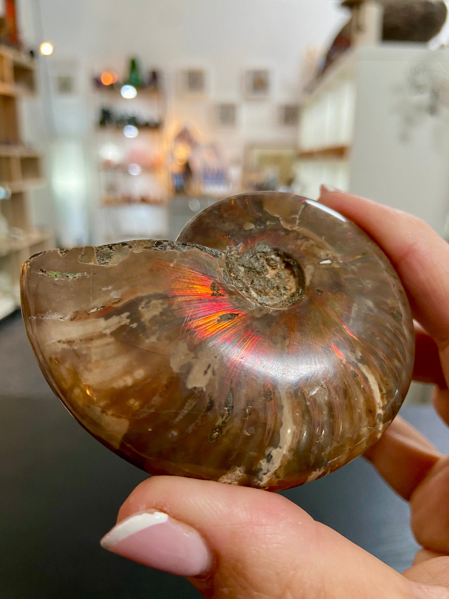 🔥 Polished Red Opalised Ammonite