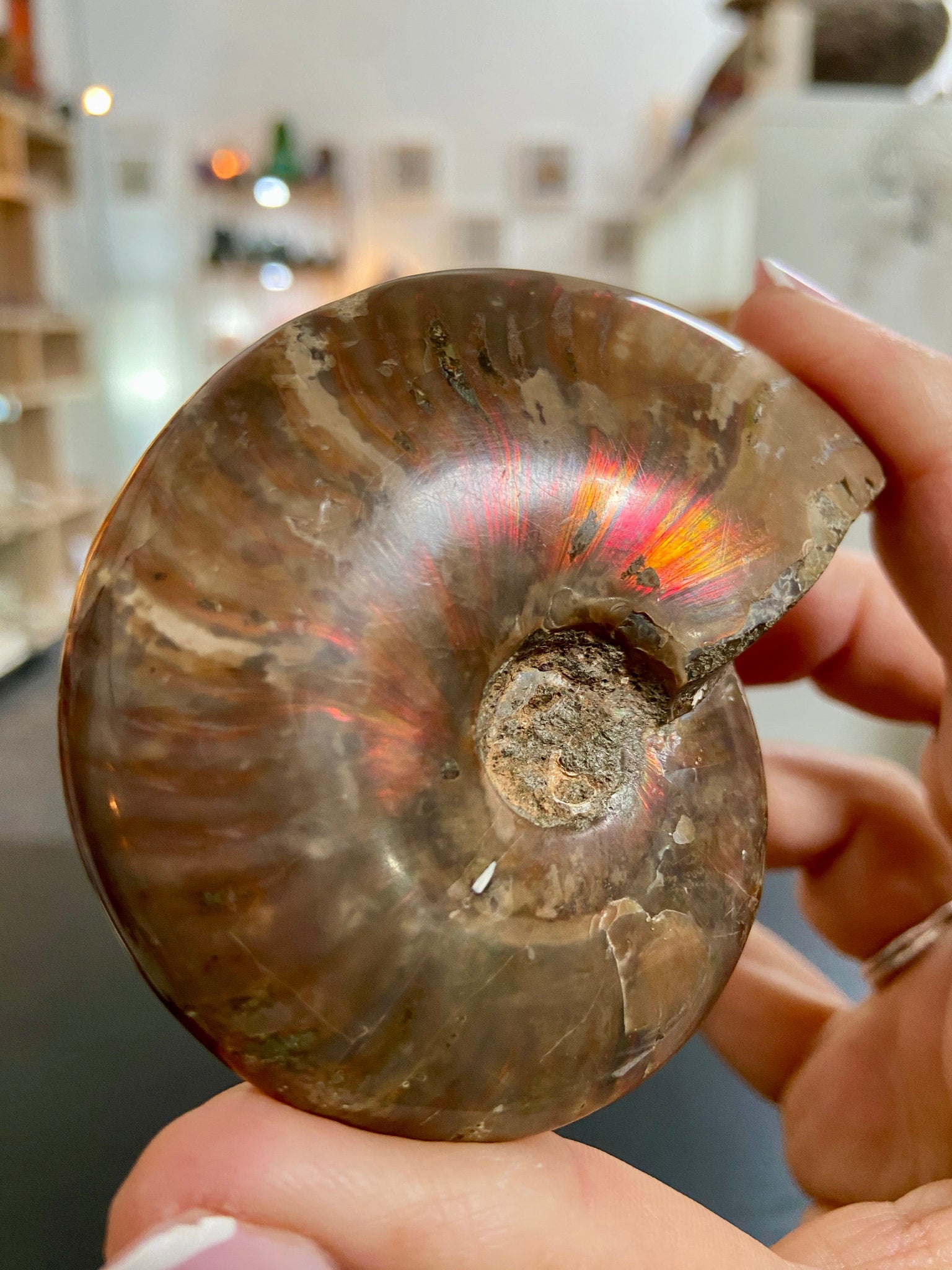 🔥 Polished Red Opalised Ammonite