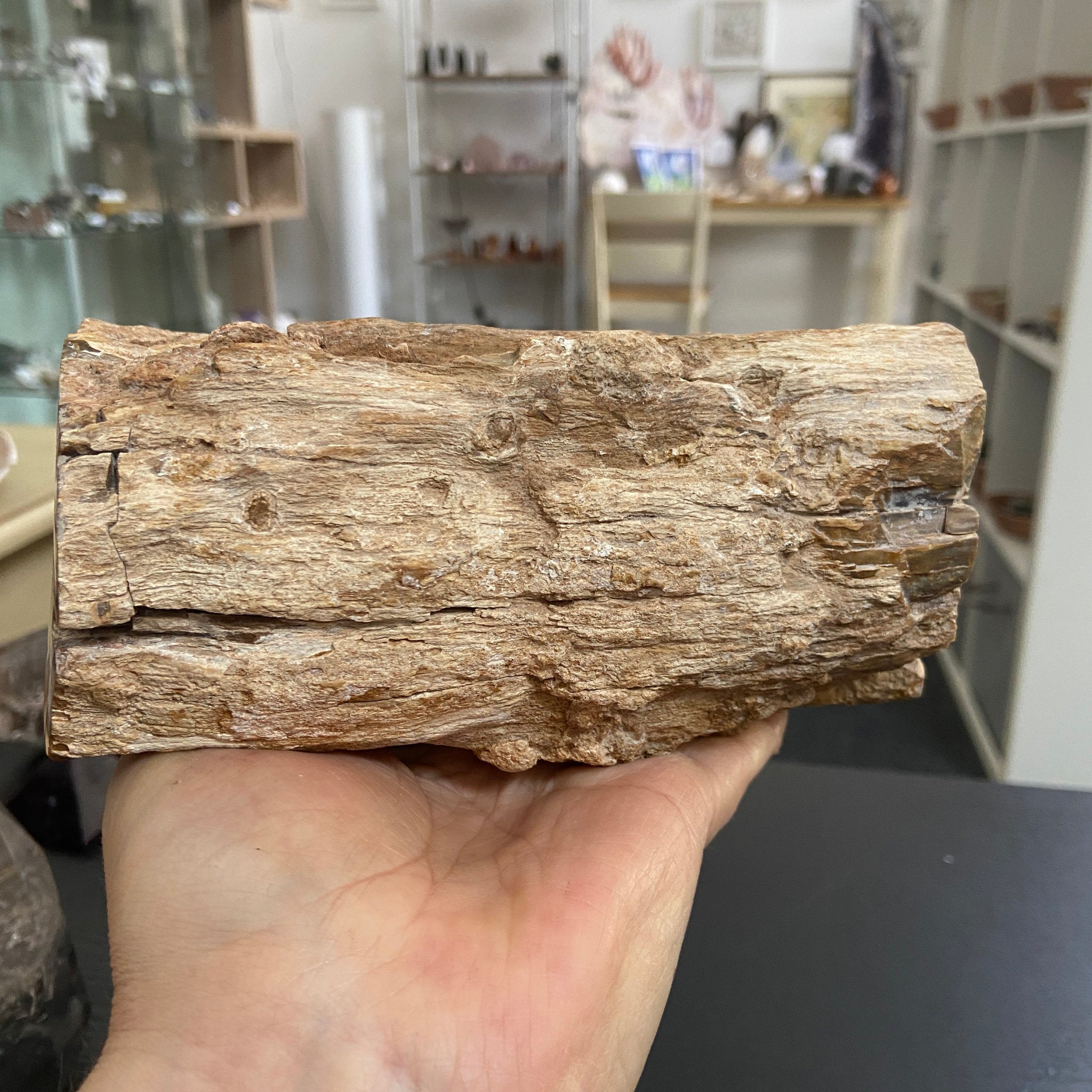 Petrified Log - Branch Section