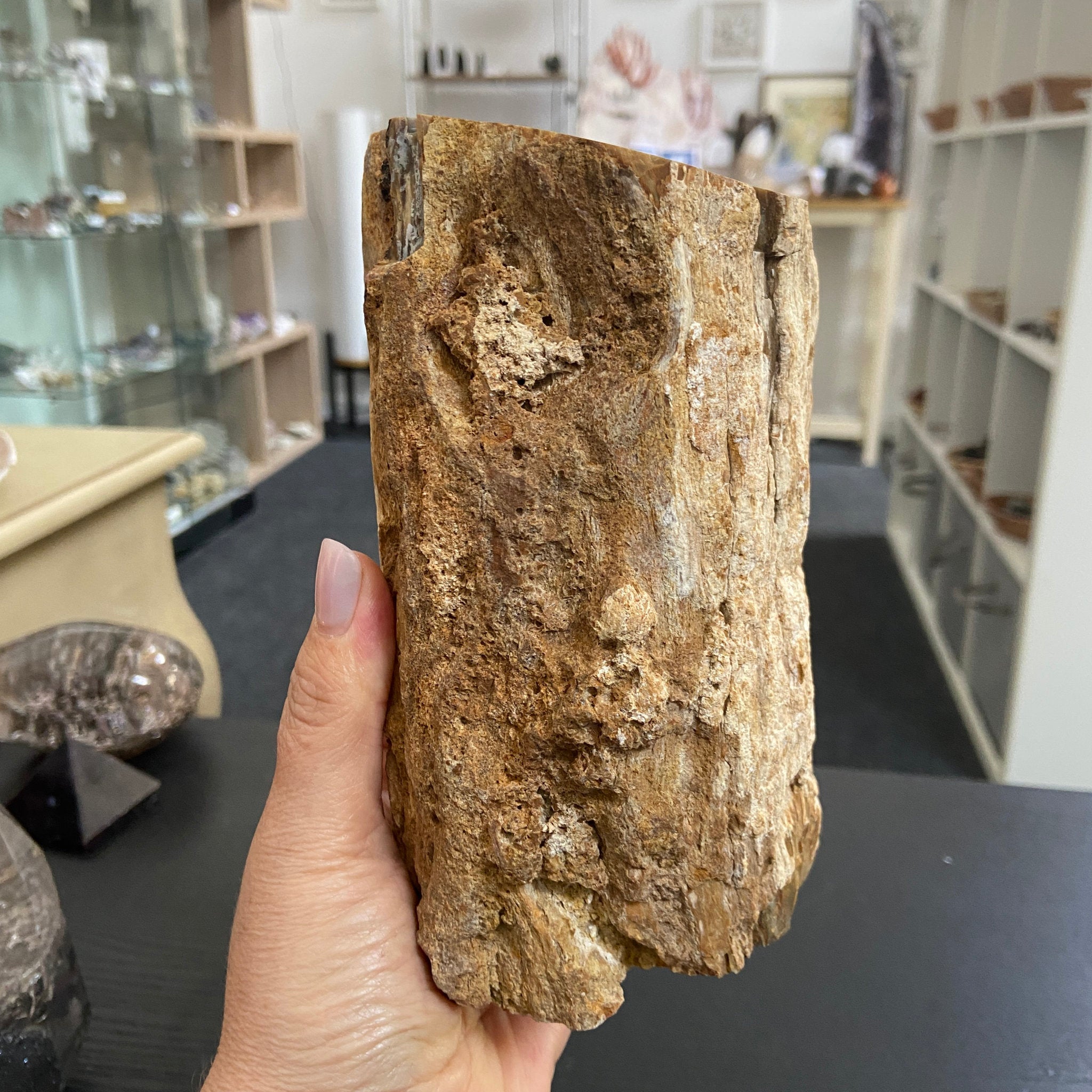 Petrified Log - Branch Section