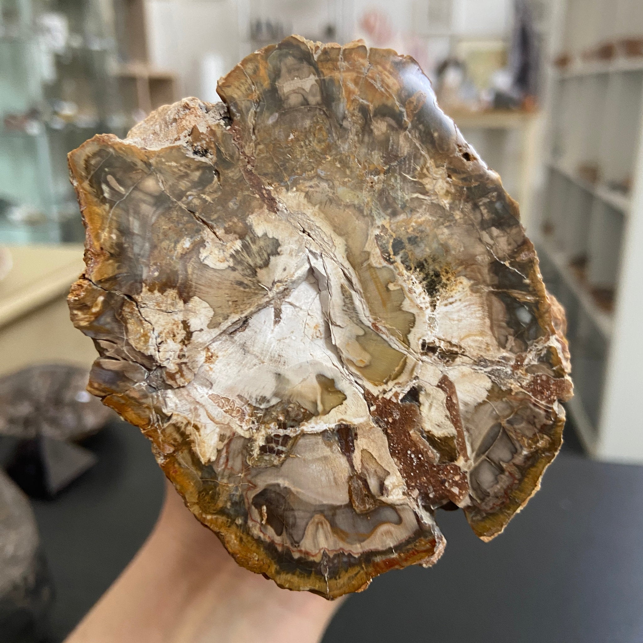 Petrified Log - Branch Section