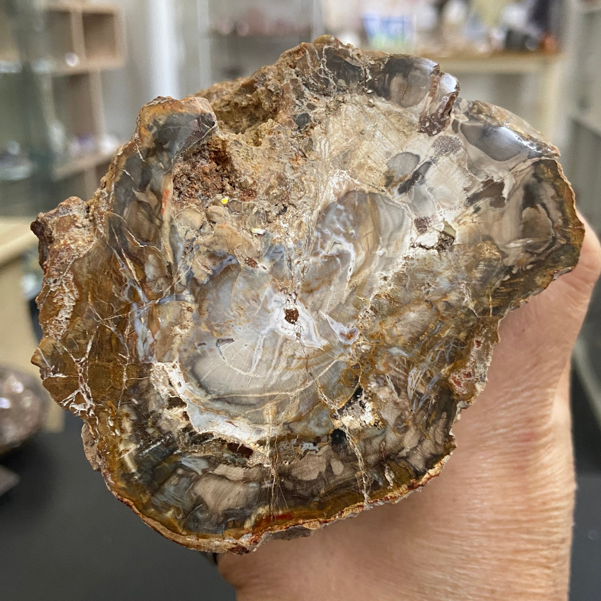 Petrified Log - Branch Section