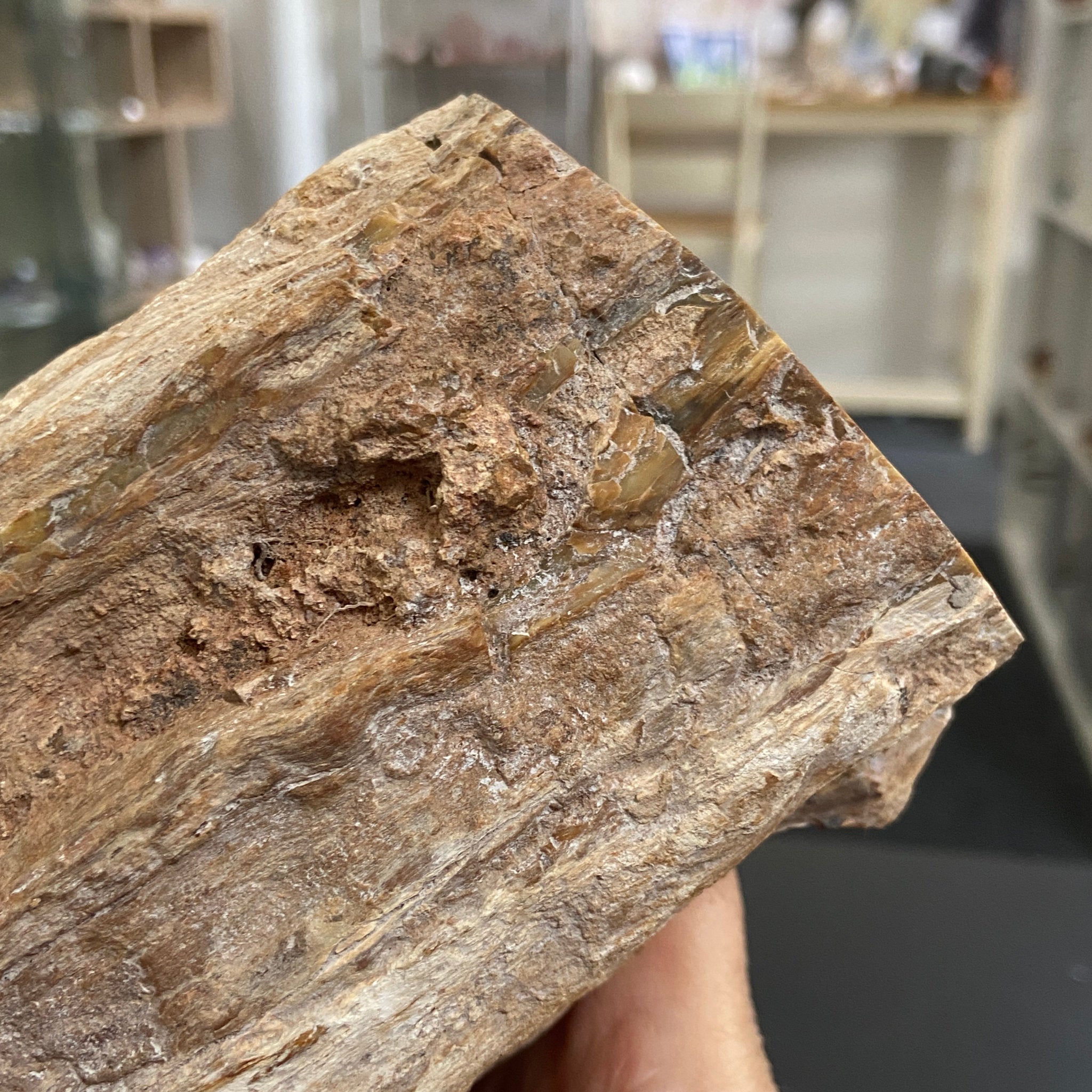 Petrified Log - Branch Section
