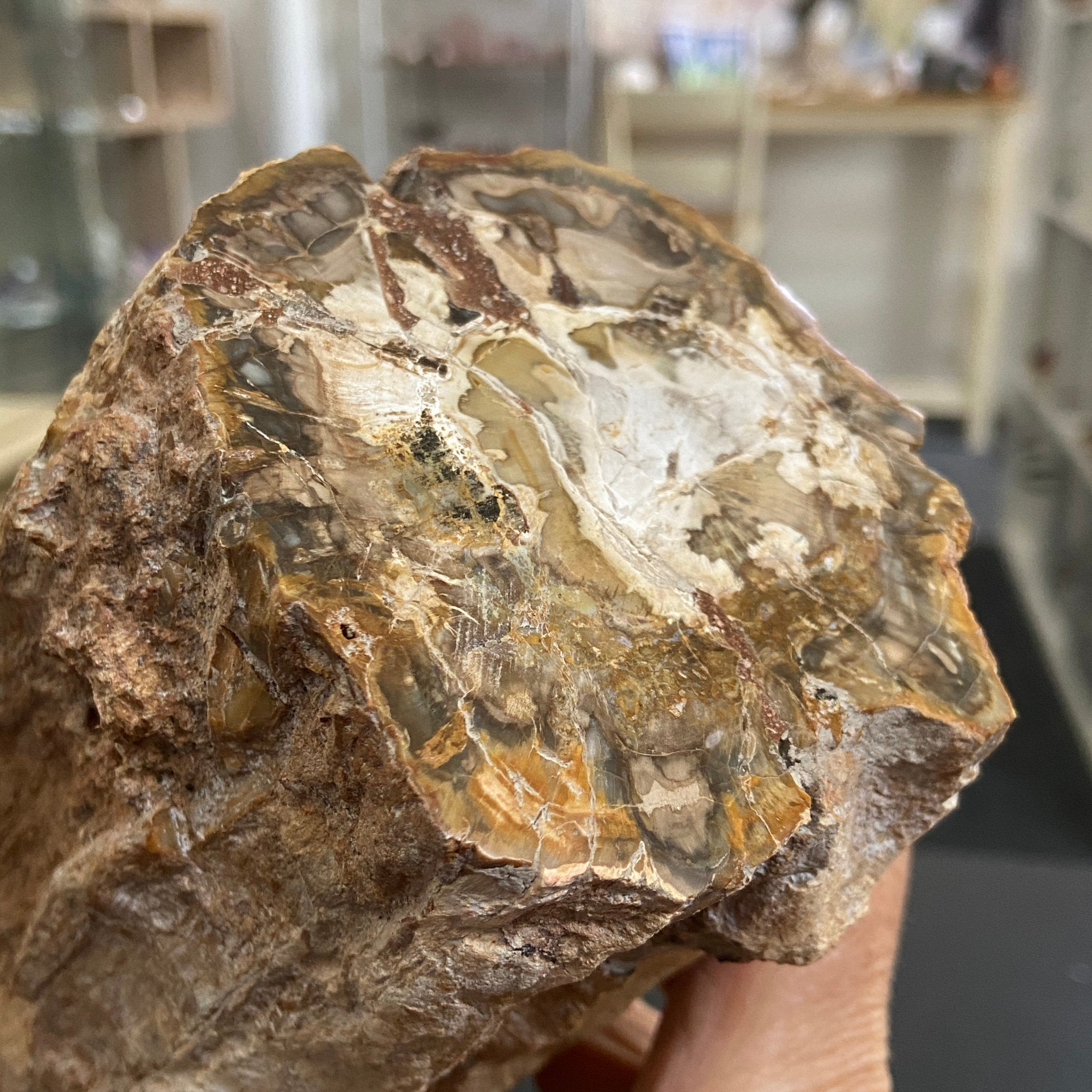 Petrified Log - Branch Section