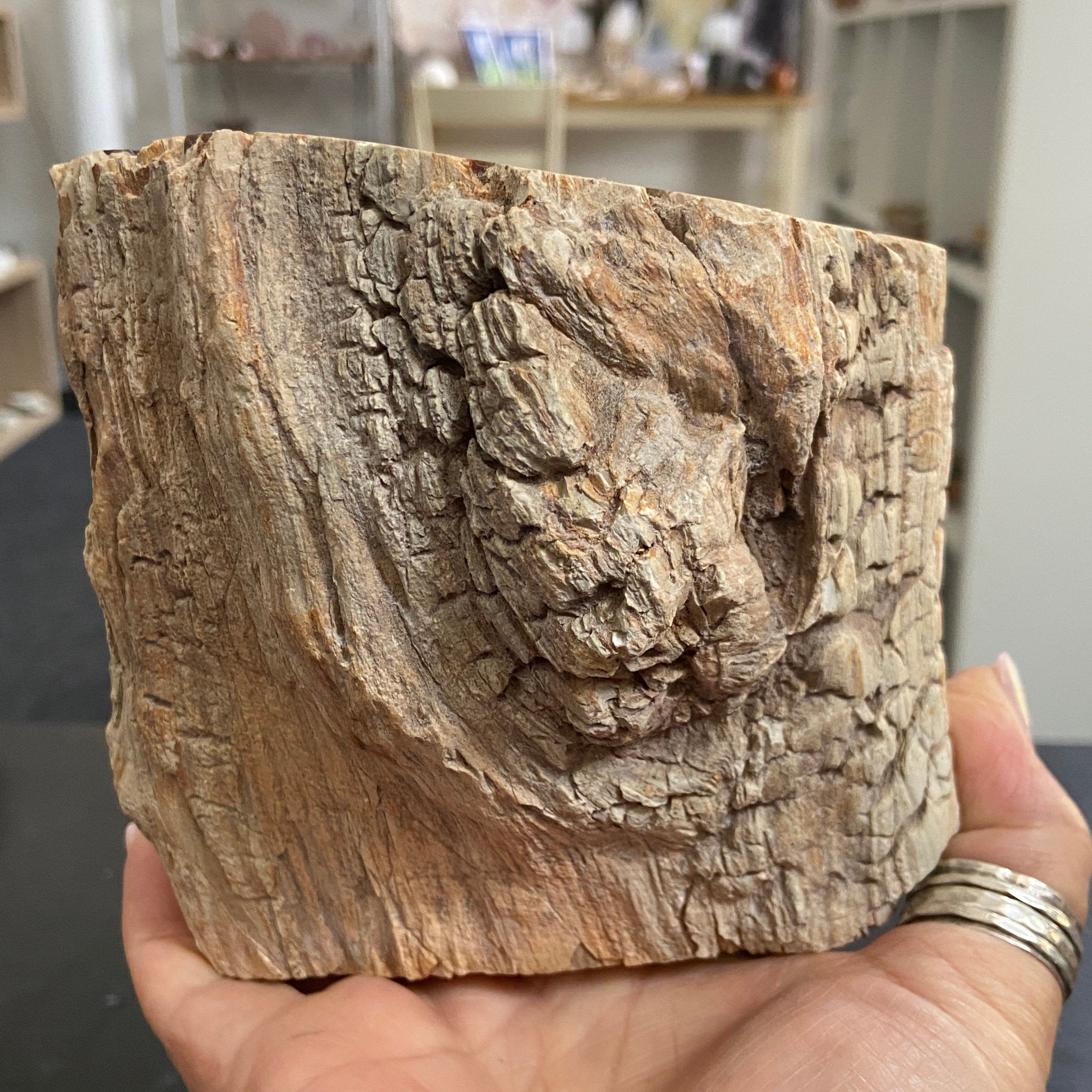 Petrified Log - Ancient Face Branch Section