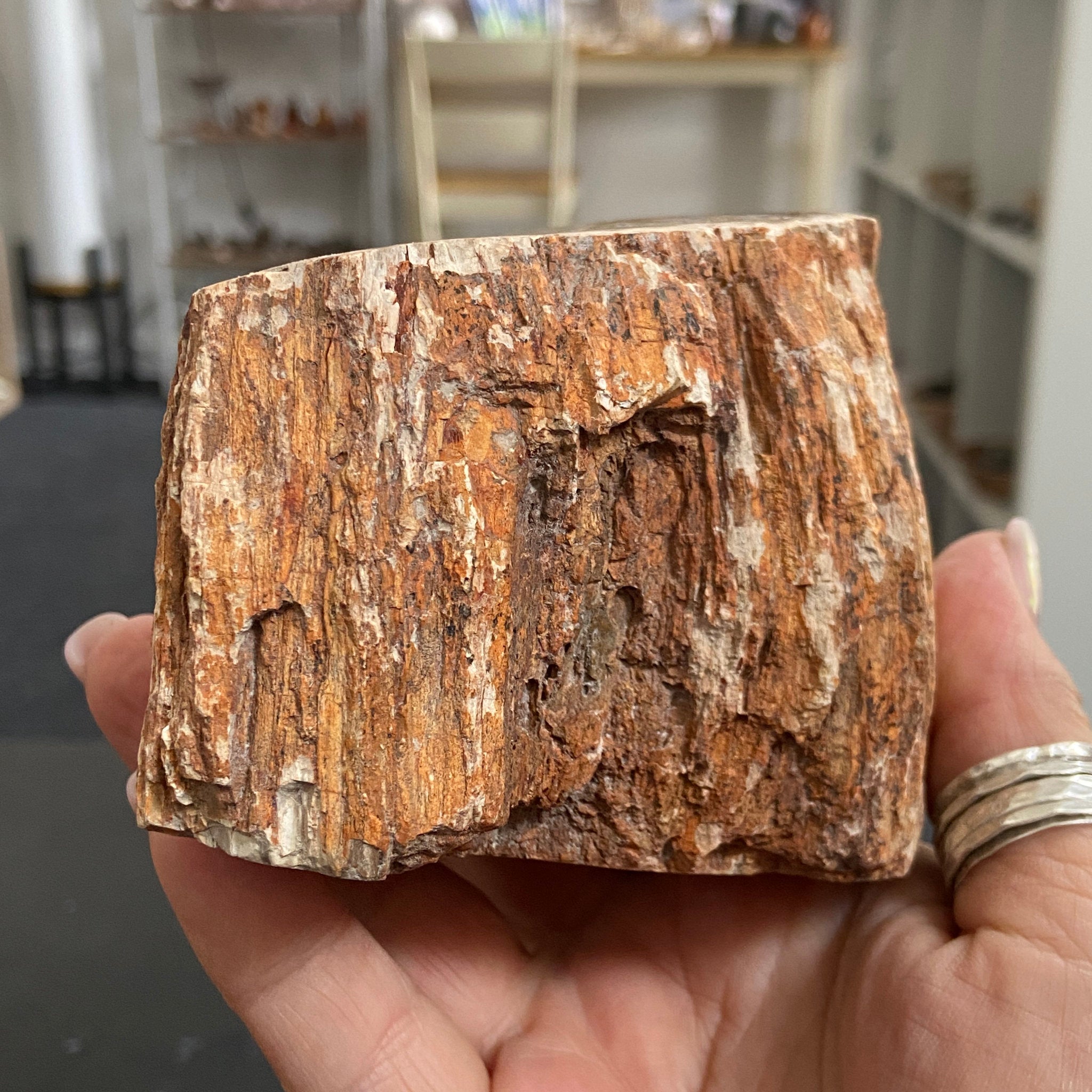 Petrified Log - Branch Section