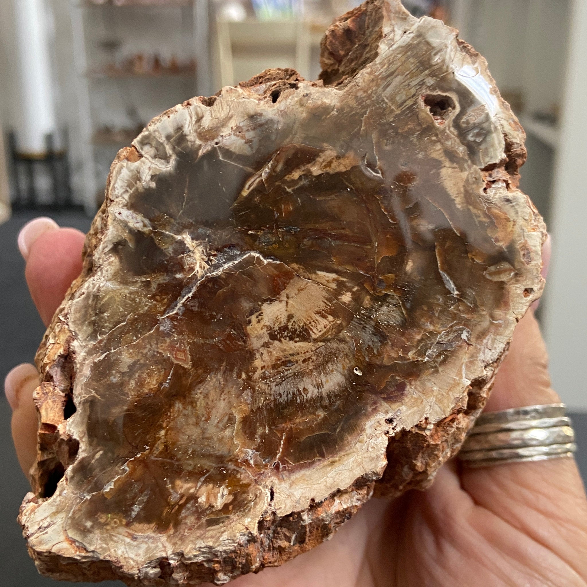 Petrified Log - Branch Section