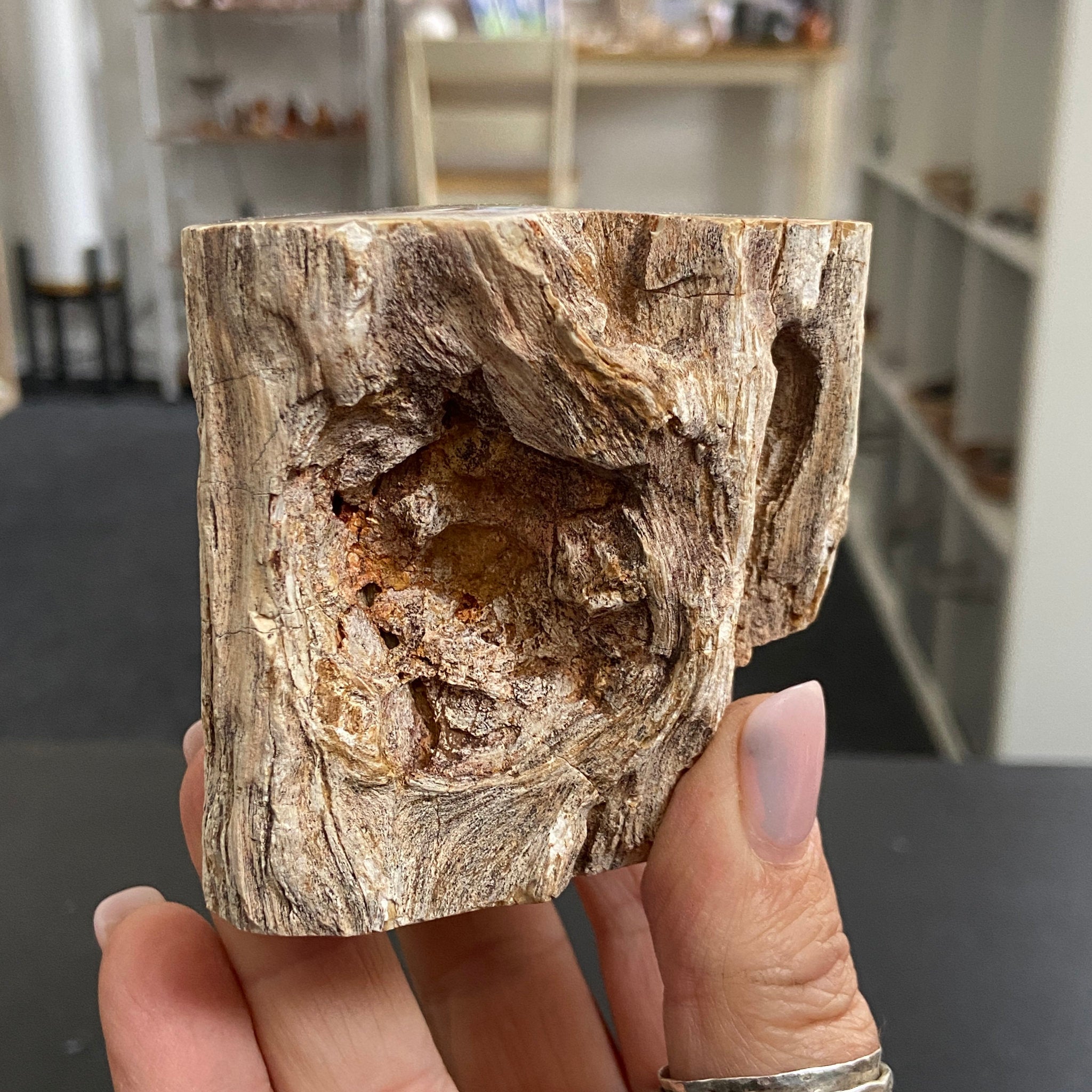 Petrified Log - Branch Section