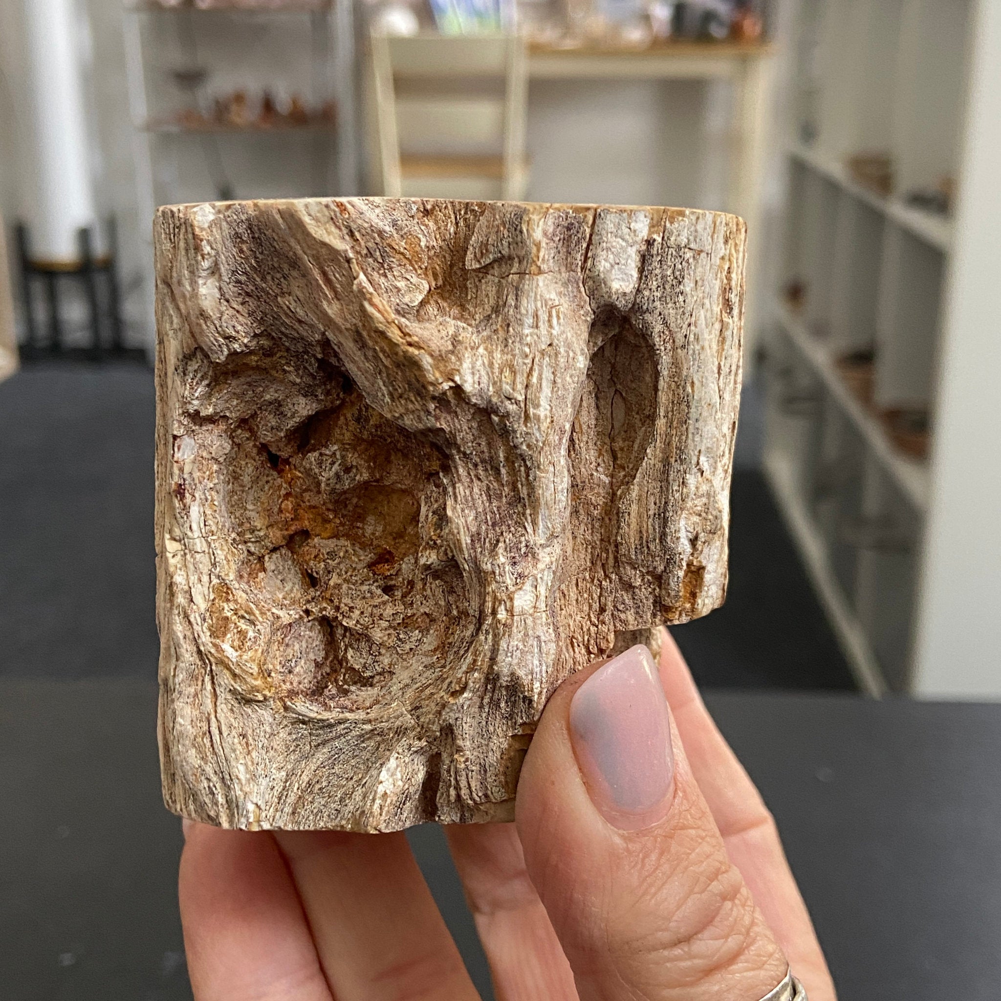 Petrified Log - Branch Section