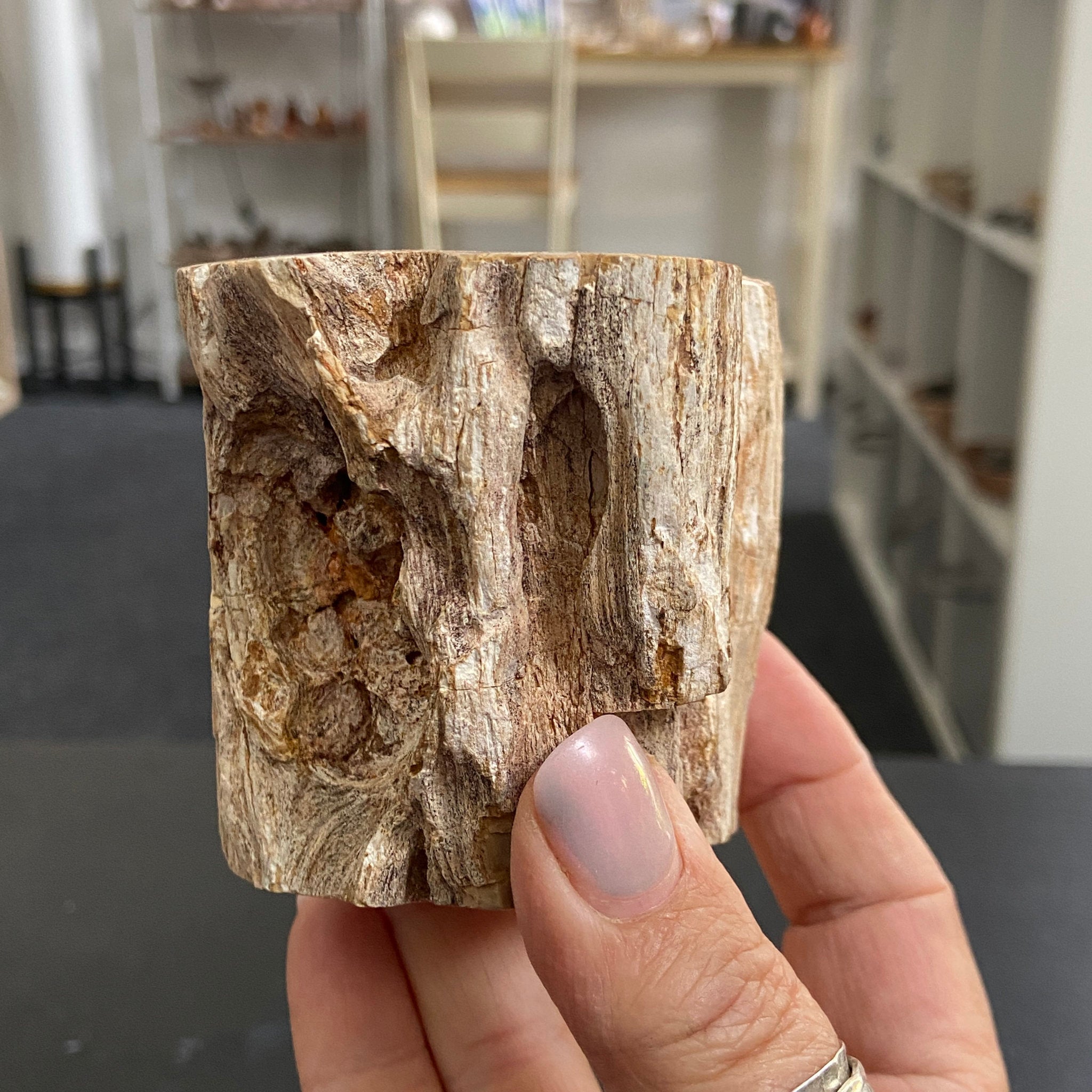 Petrified Log - Branch Section