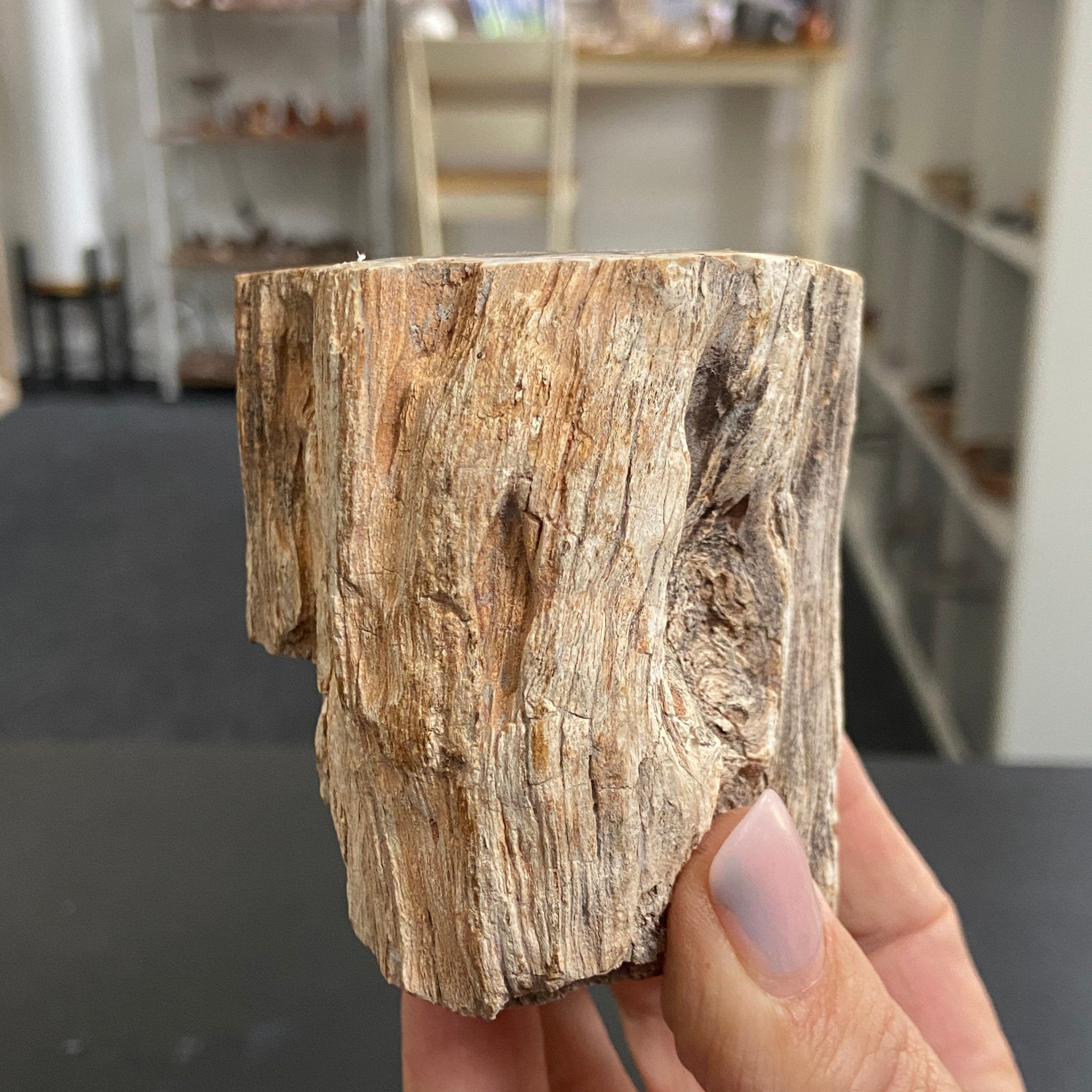 Petrified Log - Branch Section