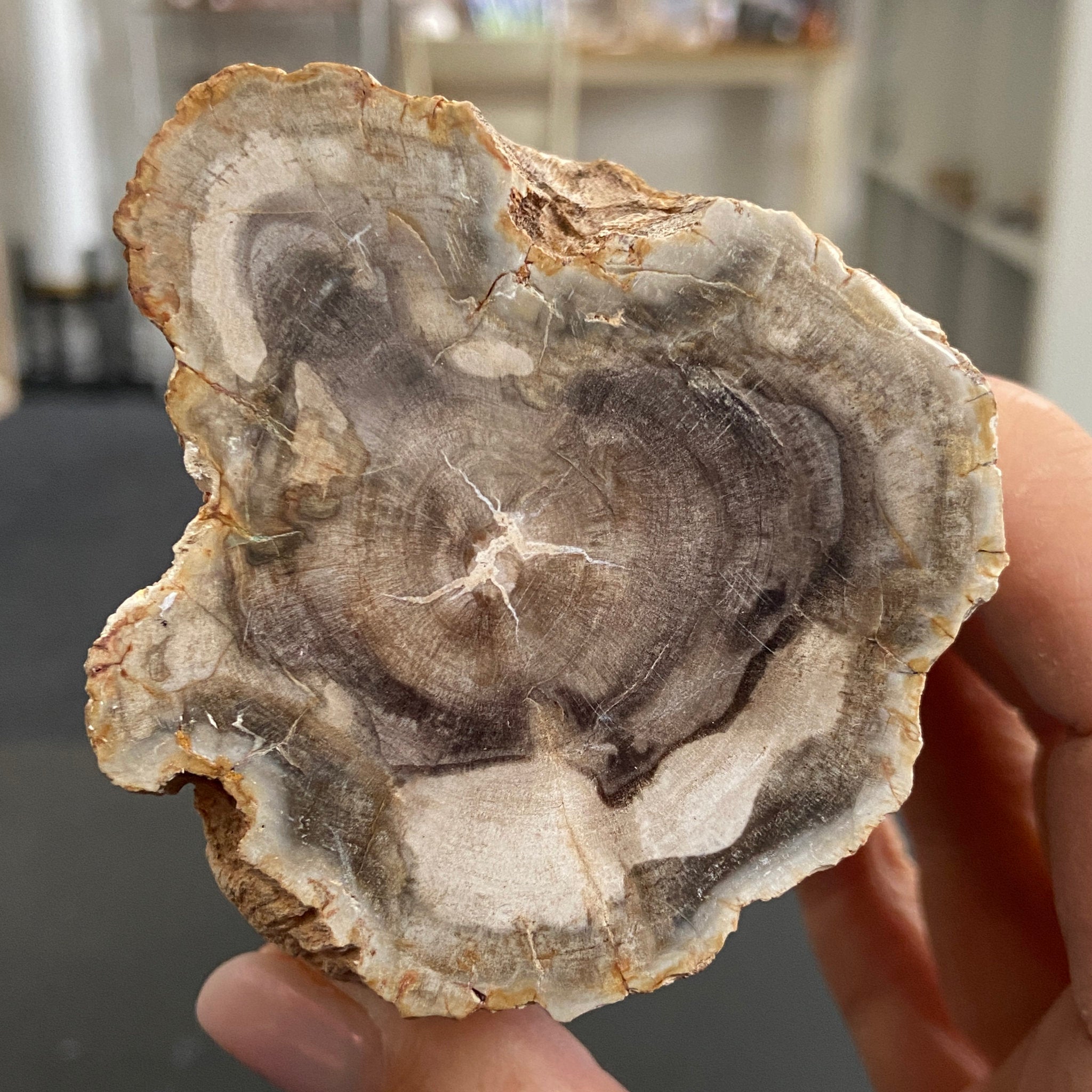 Petrified Log - Branch Section