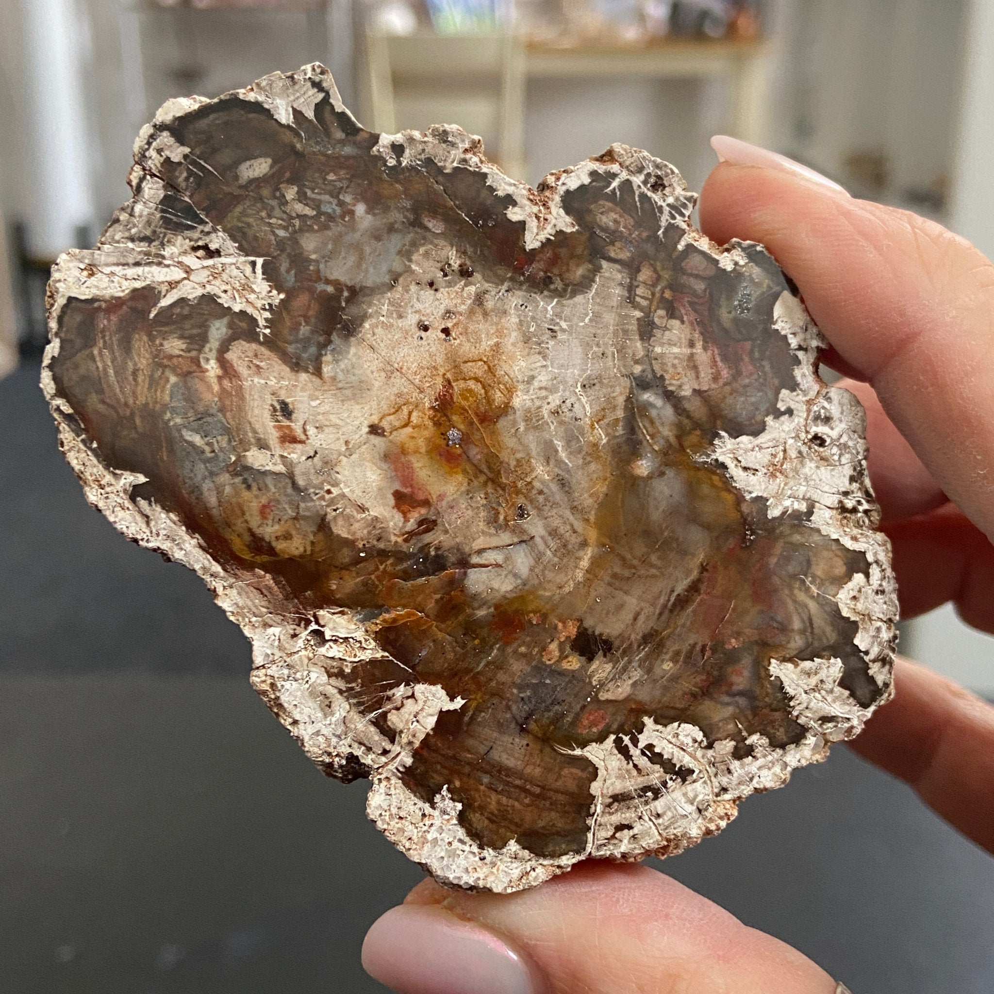 Petrified Wood Slice - Branch Section
