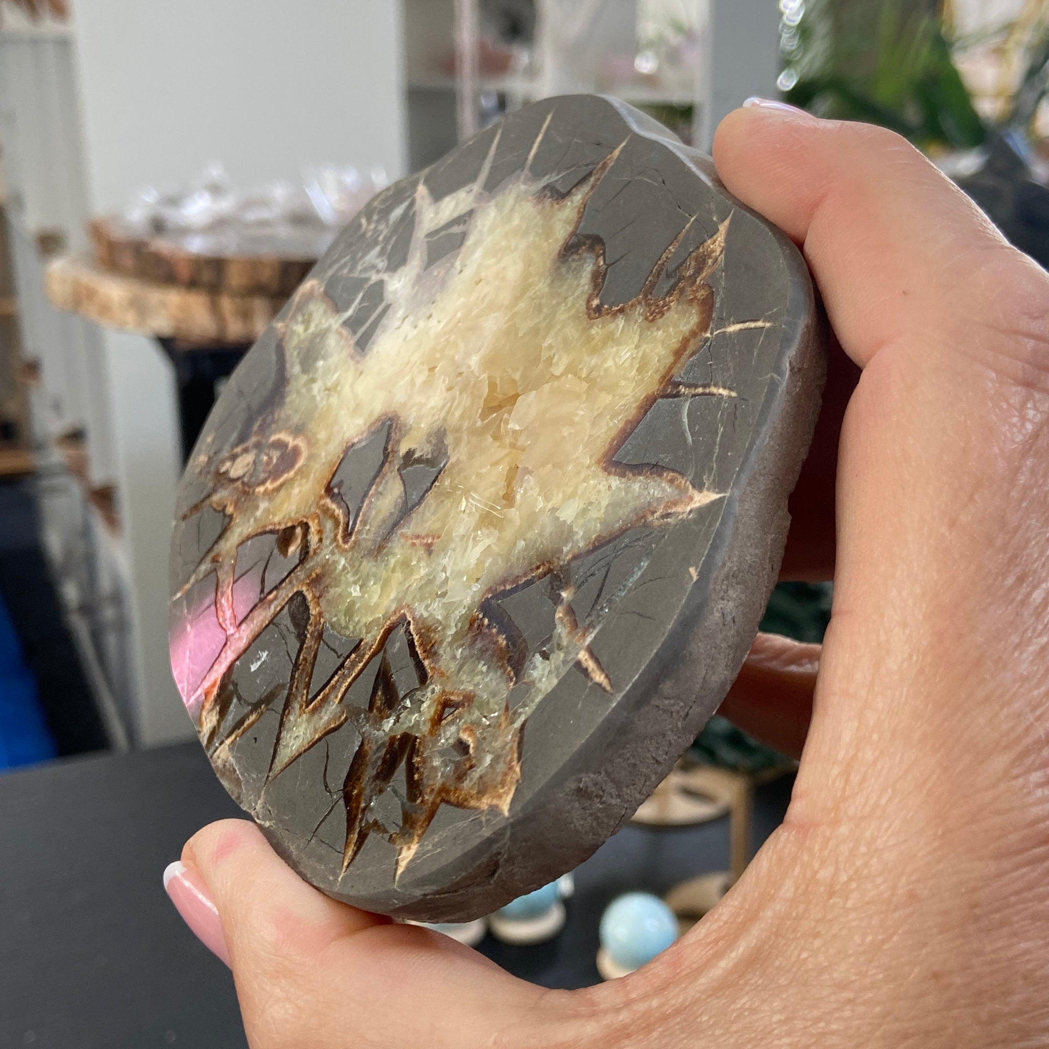 Septarian Slice - Madagascar