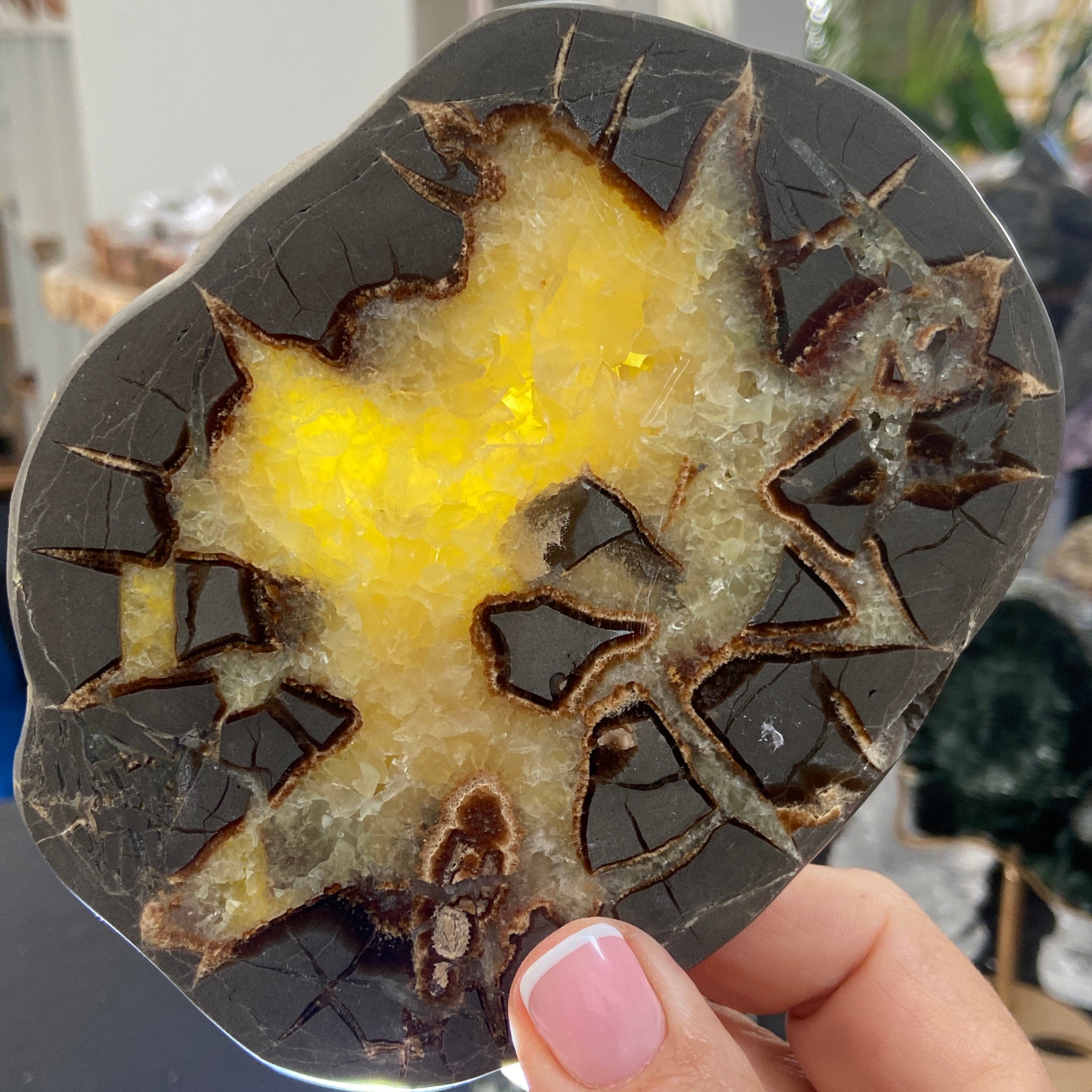 Septarian Slice - Madagascar
