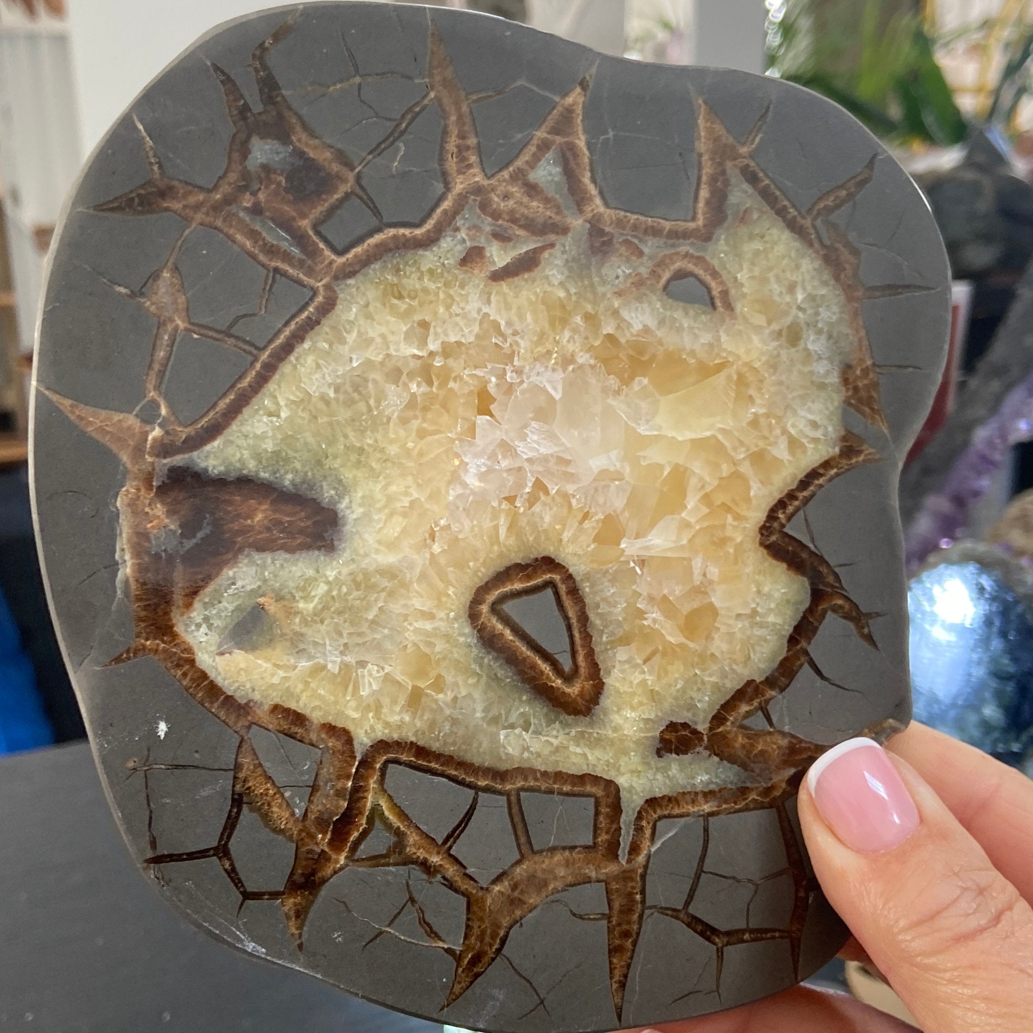 Septarian Slice - Madagascar