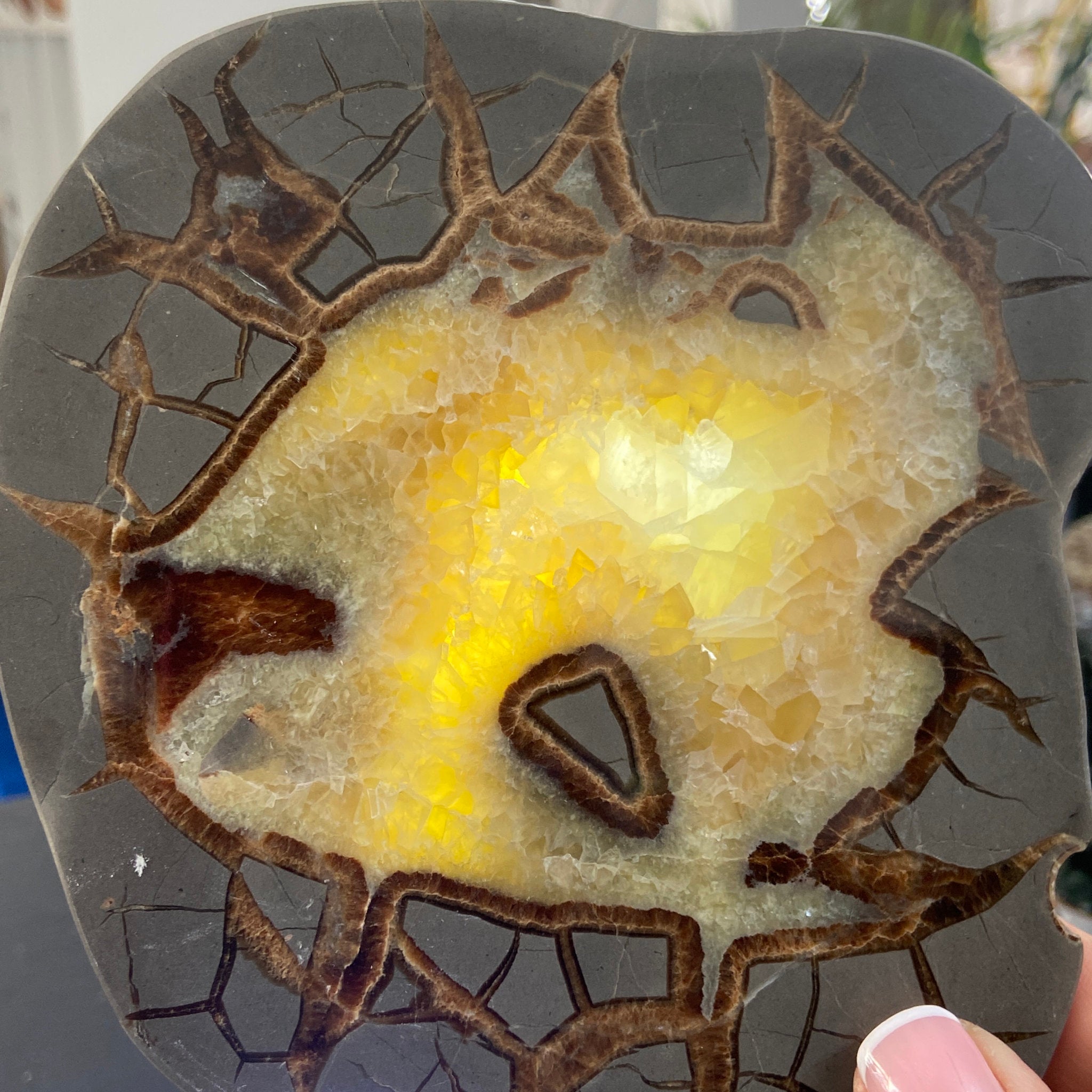 Septarian Slice - Madagascar
