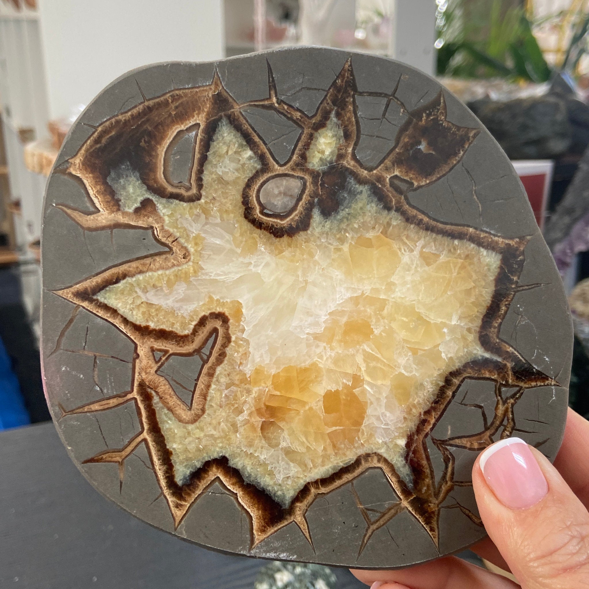 Septarian Slice - Madagascar