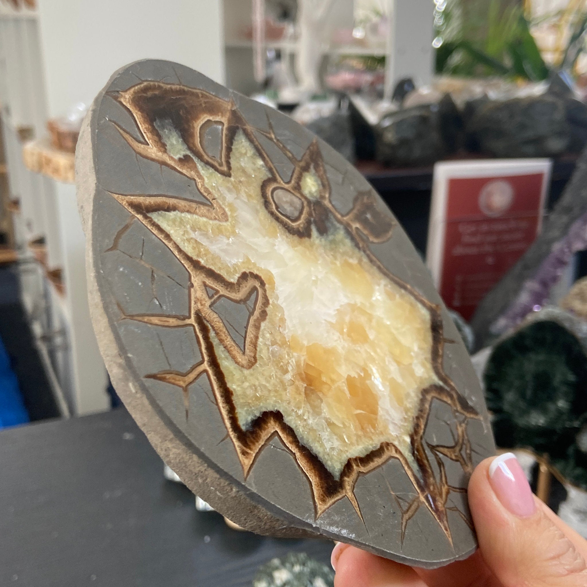 Septarian Slice - Madagascar