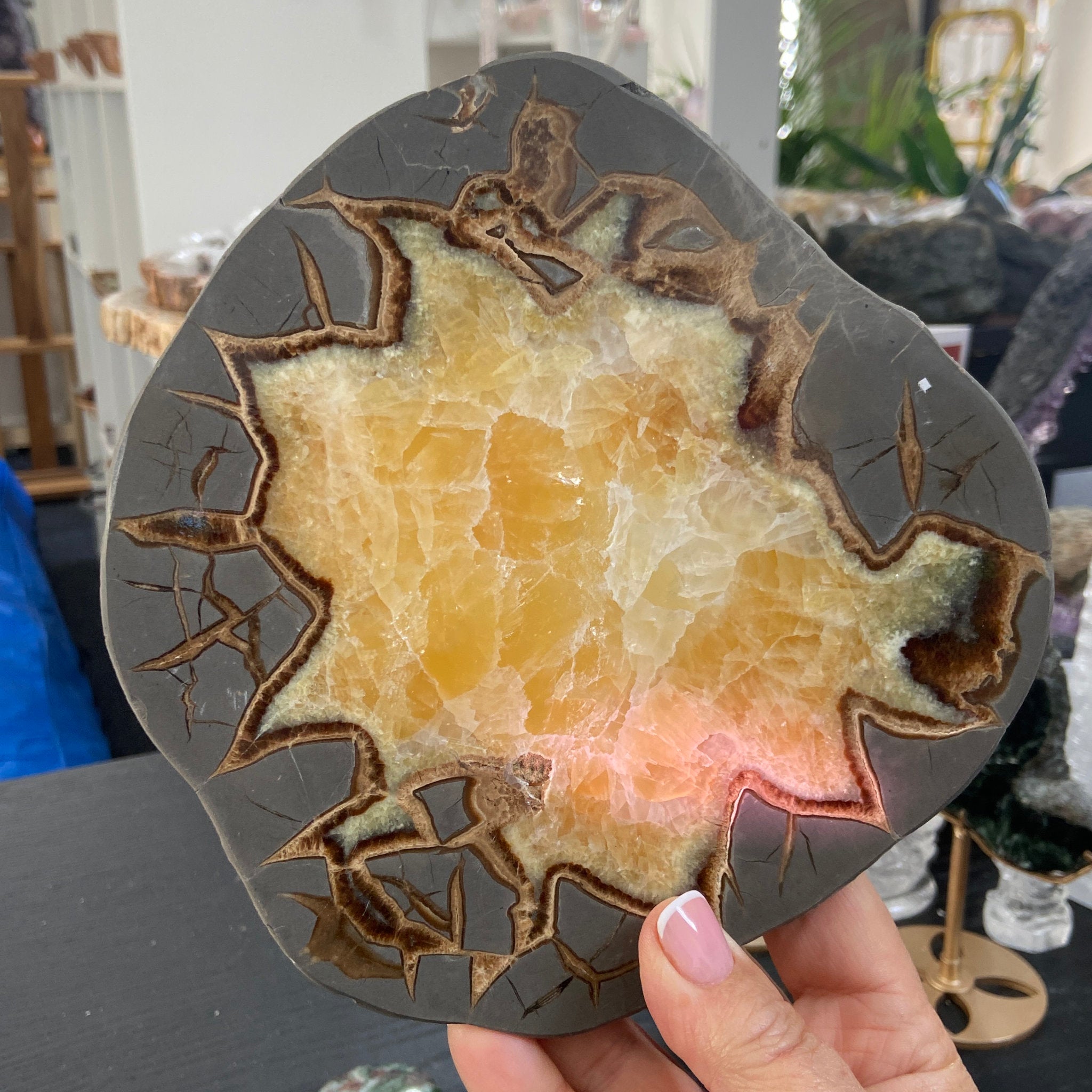 Septarian Slice - Madagascar