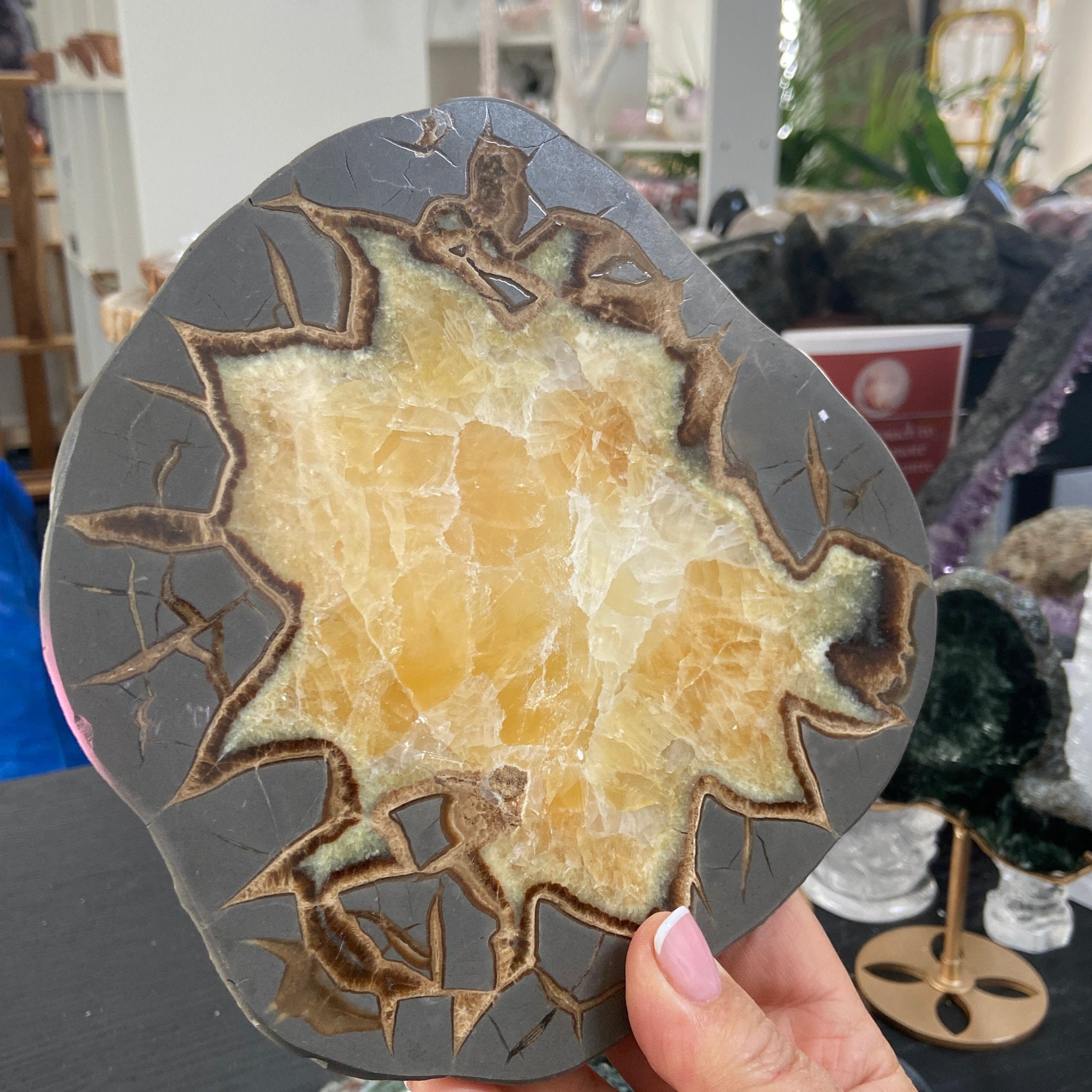 Septarian Slice - Madagascar
