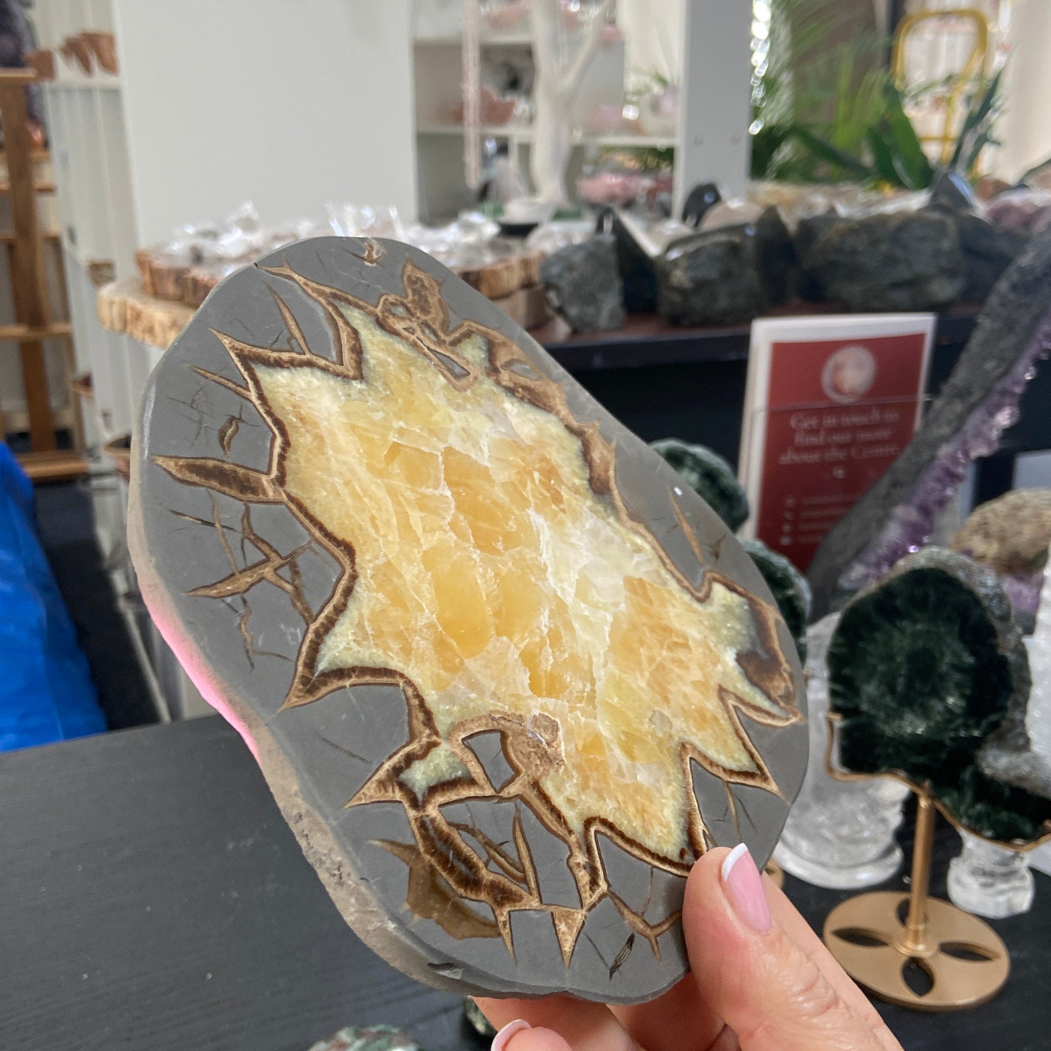 Septarian Slice - Madagascar