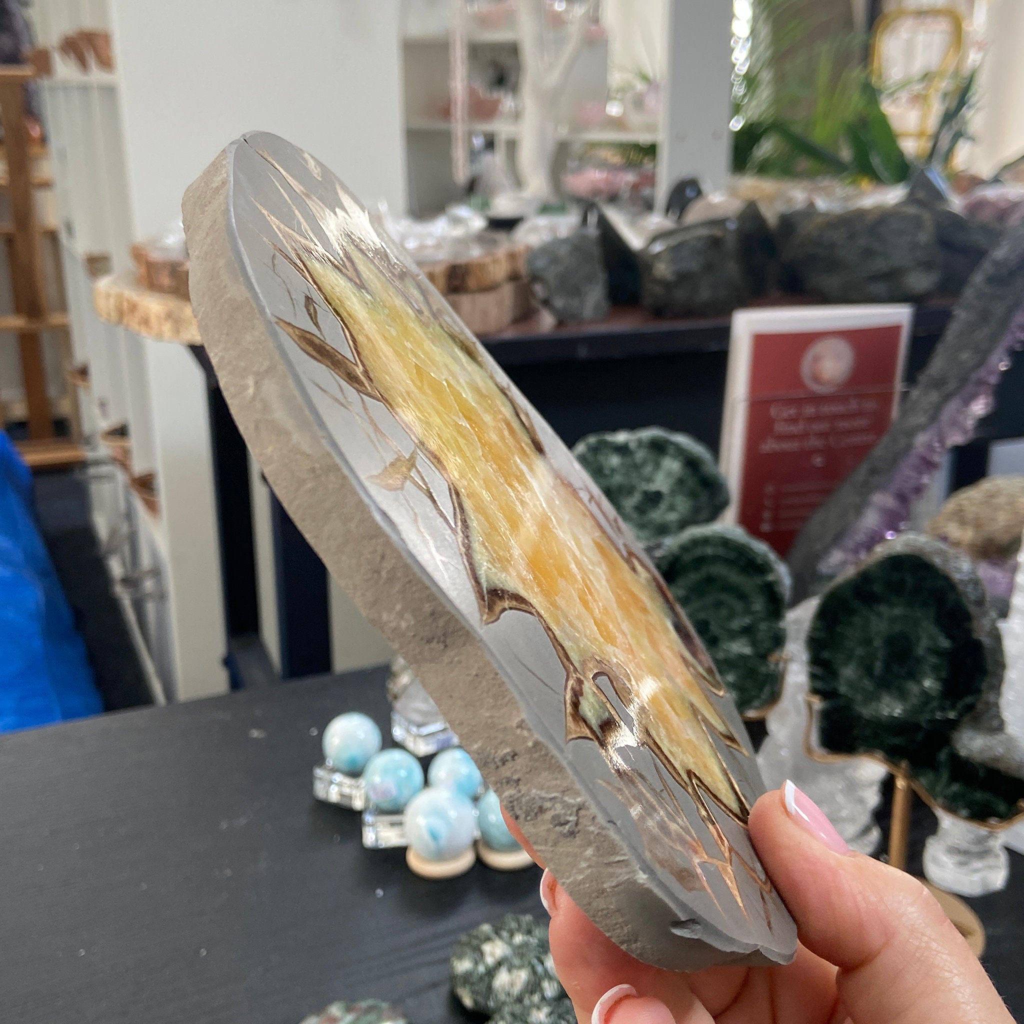 Septarian Slice - Madagascar