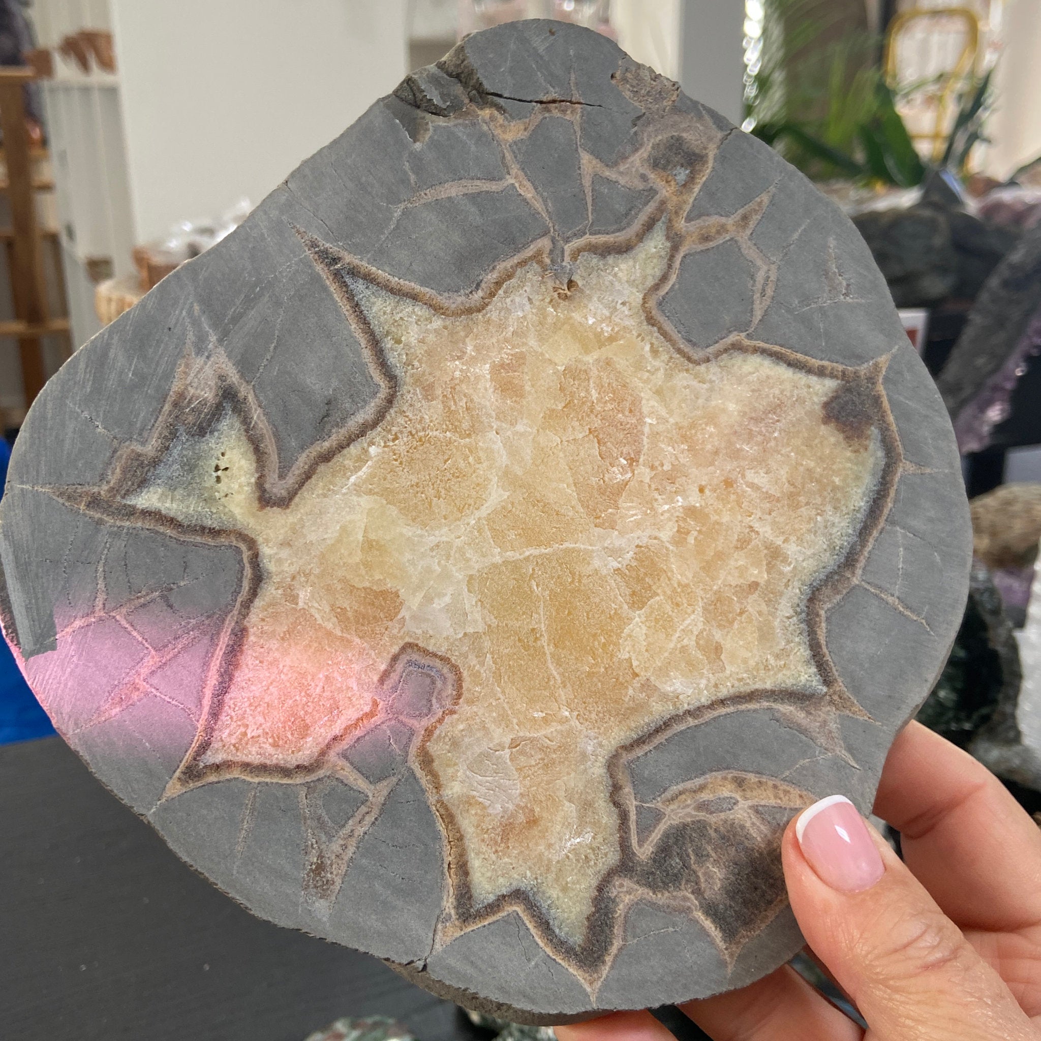 Septarian Slice - Madagascar