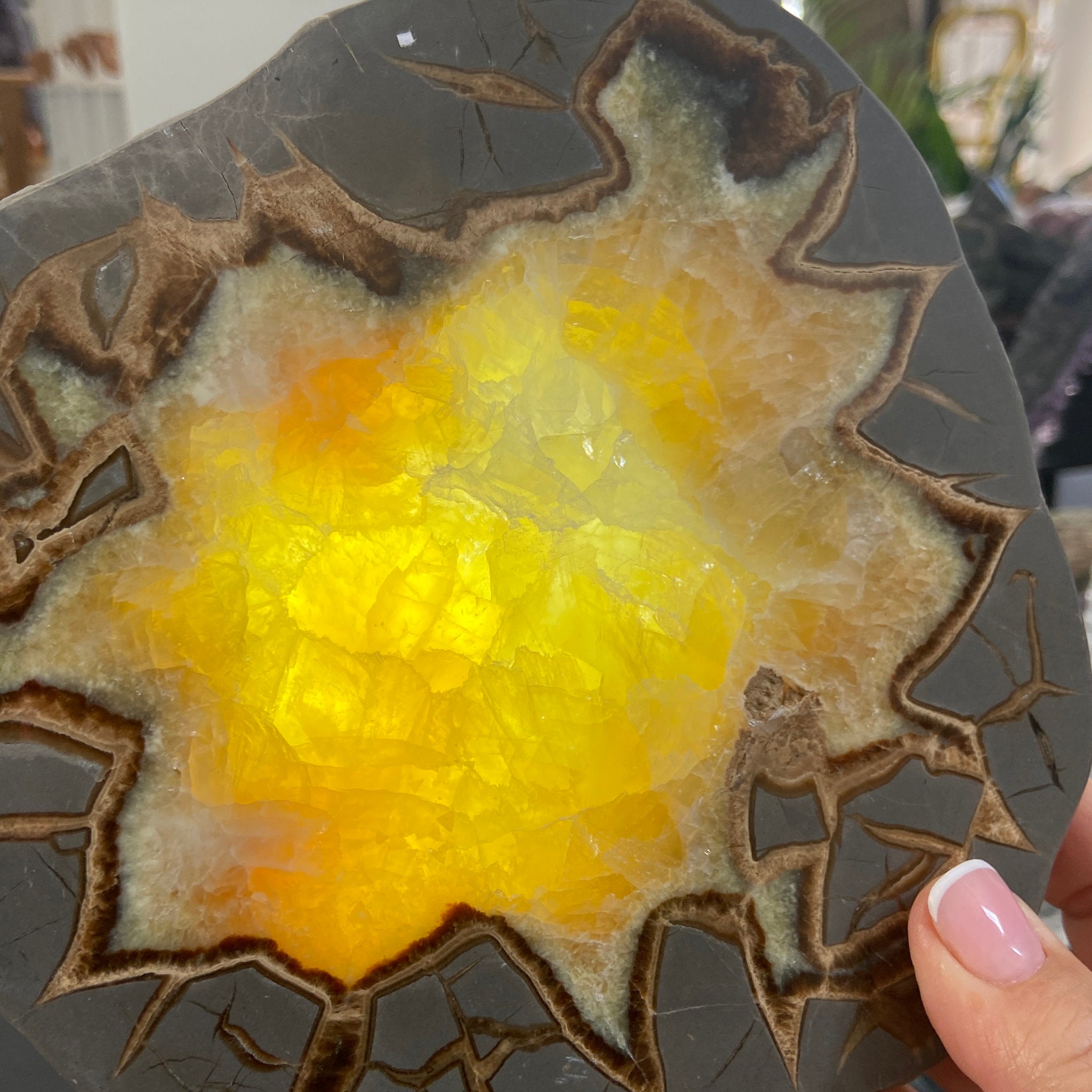 Septarian Slice - Madagascar