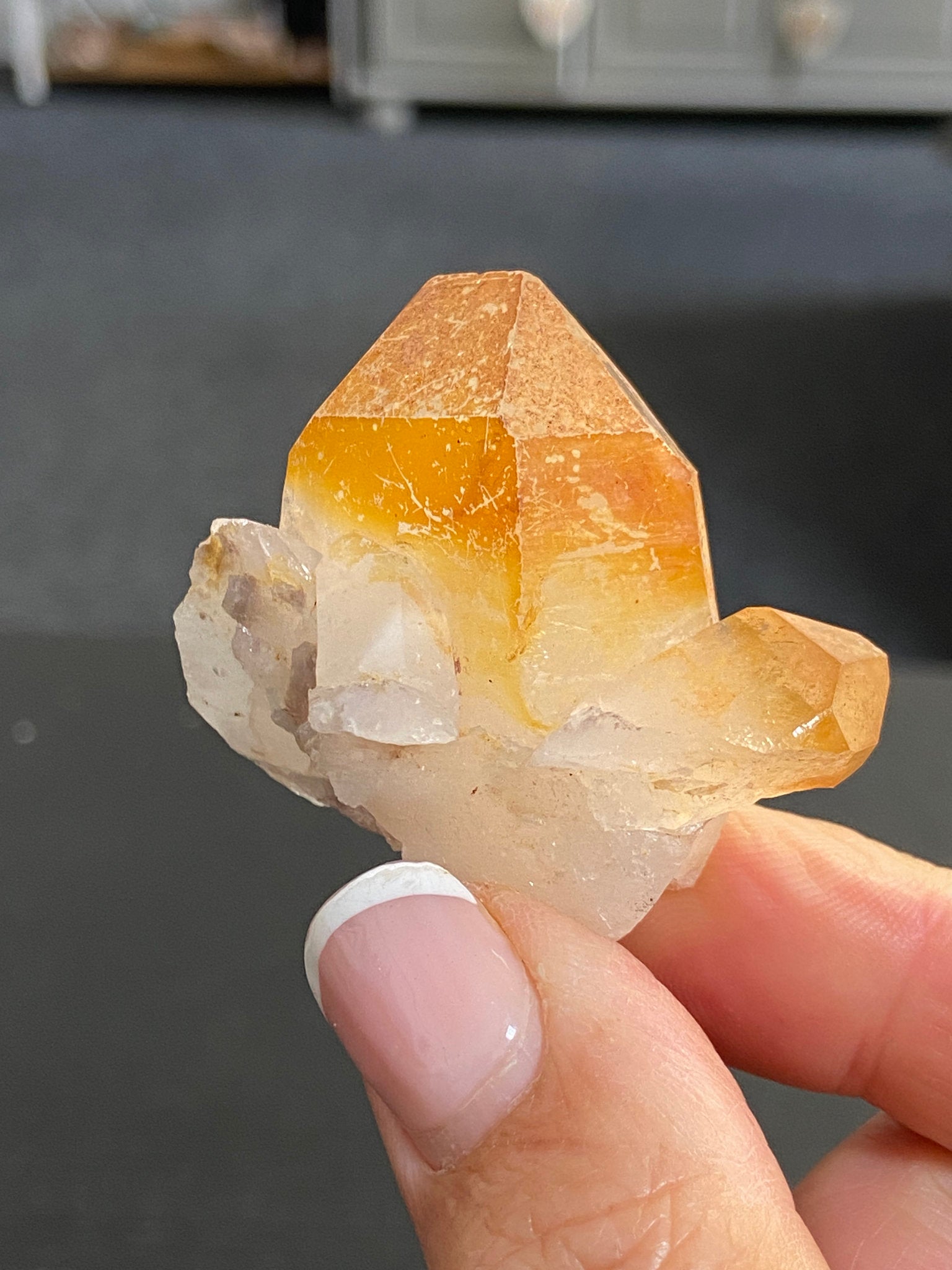 Mango Tipped Golden Healer Tabby
